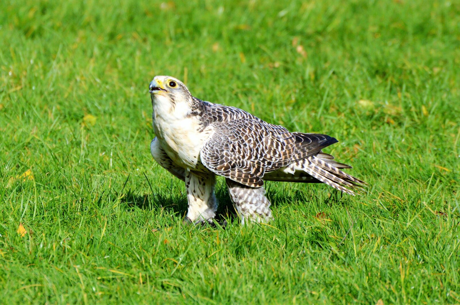 Nikon D3200 sample photo. Falcon, raptor, bird of photography