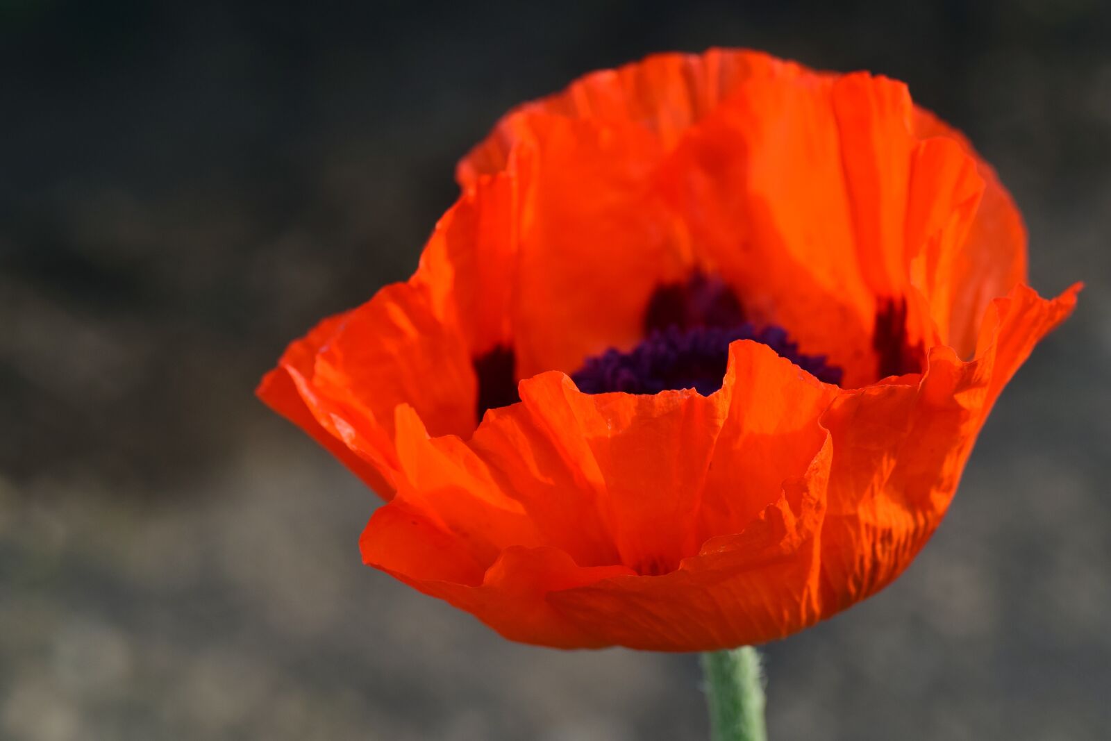 Nikon D3300 sample photo. Poppy, poppy flower, red photography