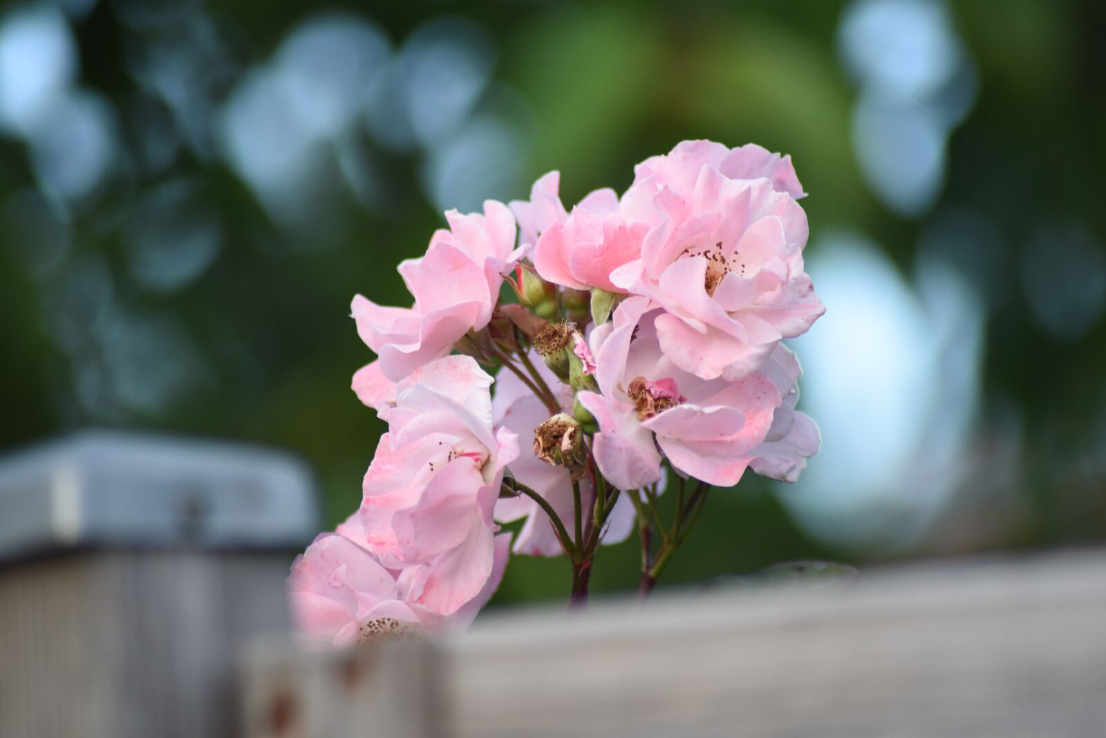 Nikon D750 sample photo. Pink, flower, nature photography