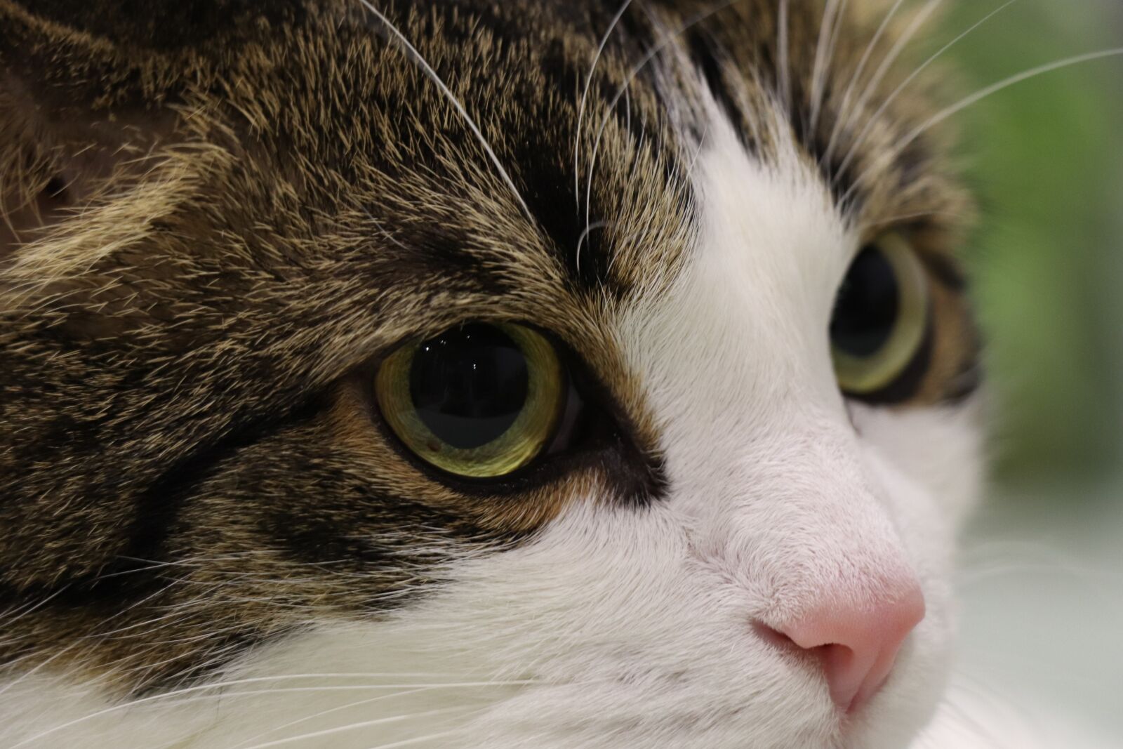 Canon EOS 77D (EOS 9000D / EOS 770D) sample photo. Cat, portrait, eyes photography