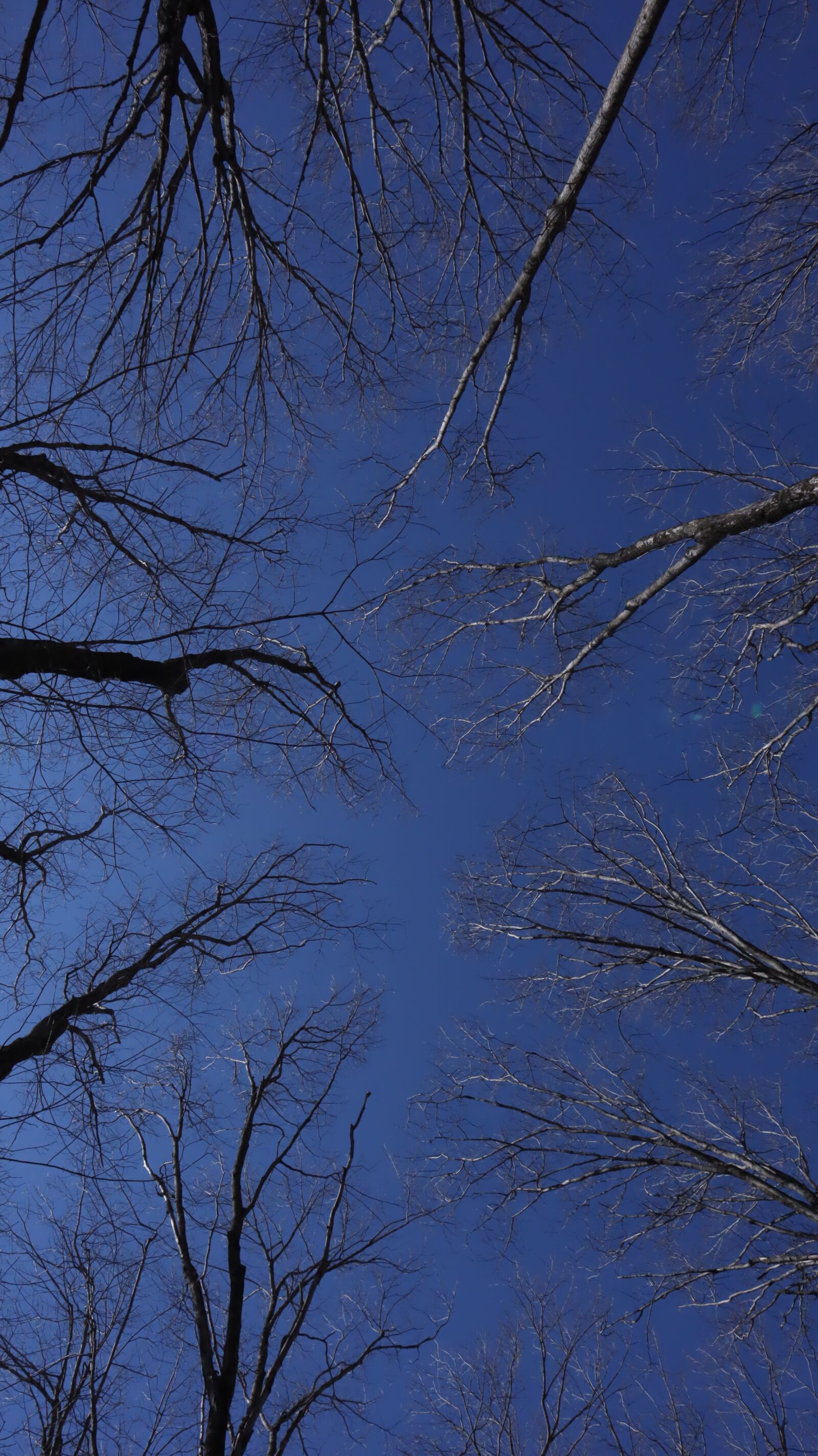 Canon EF-M 15-45mm F3.5-6.3 IS STM sample photo. Spring, trees, sky photography