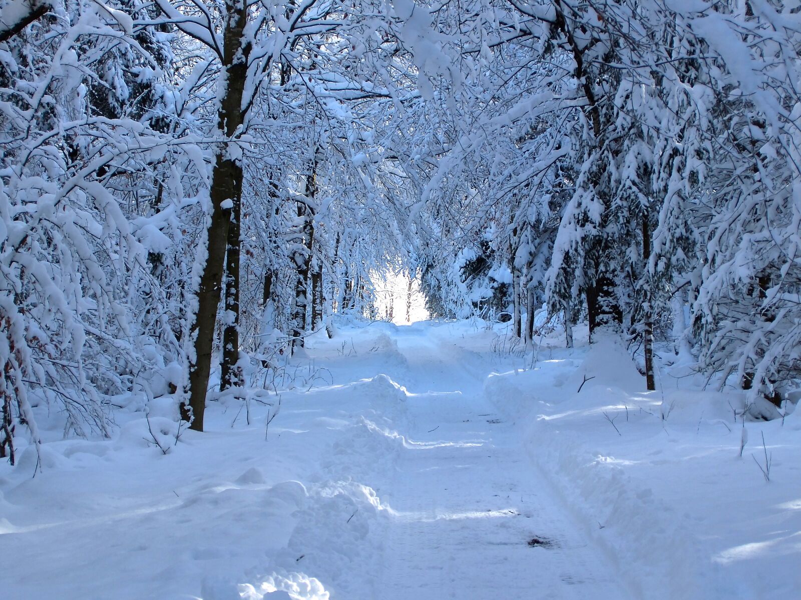 Fujifilm XF1 sample photo. Snow, forest path, walk photography