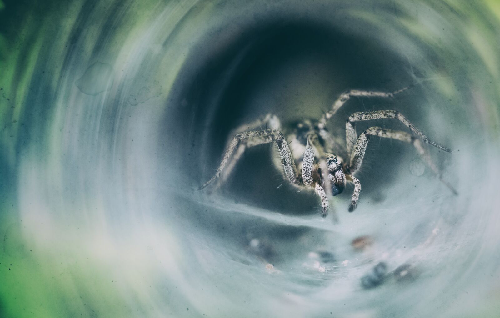 LUMIX G VARIO 12-35/F2.8II sample photo. Spider, emotion, fear photography