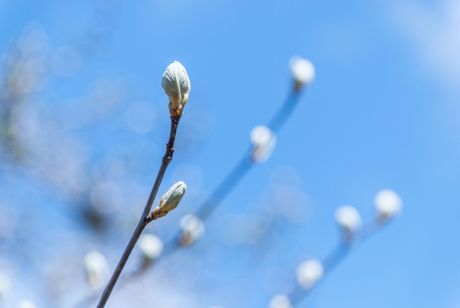 Nikon D80 sample photo. Outbreak, branch, plant photography