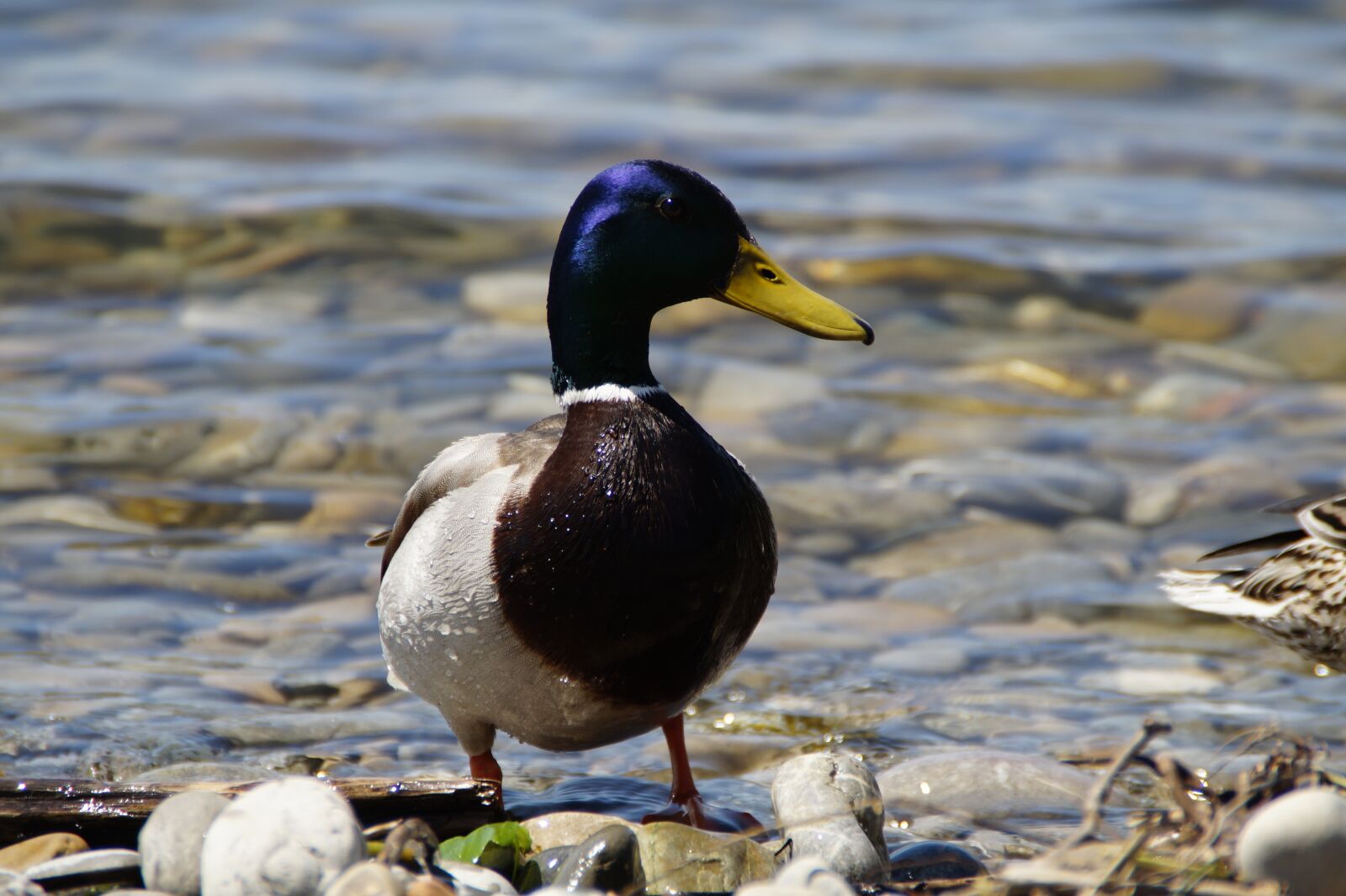 Sony SLT-A58 sample photo. Ducks, mallards, birds photography