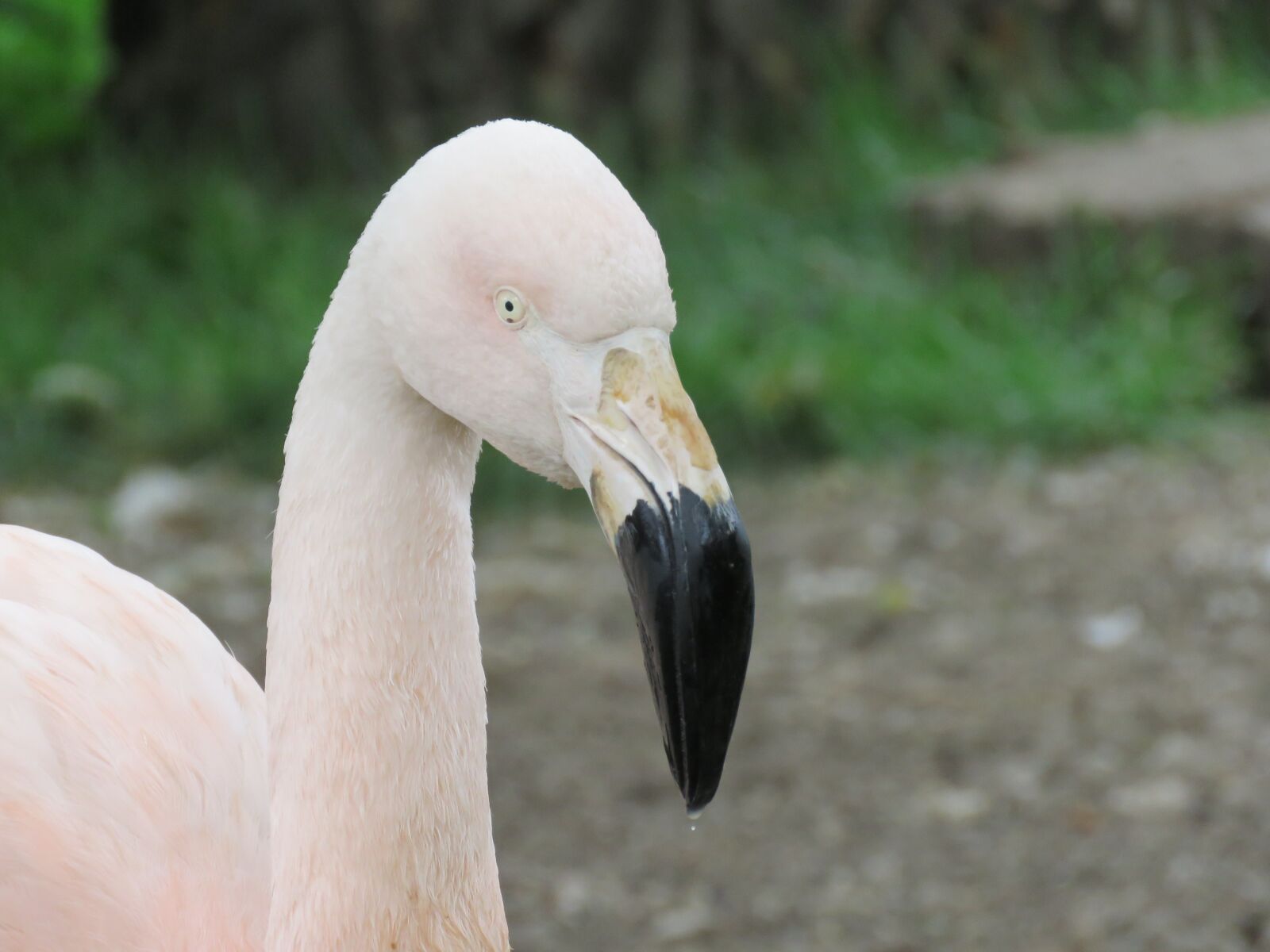Canon PowerShot SX60 HS sample photo. Flamingo, bird, zoo photography