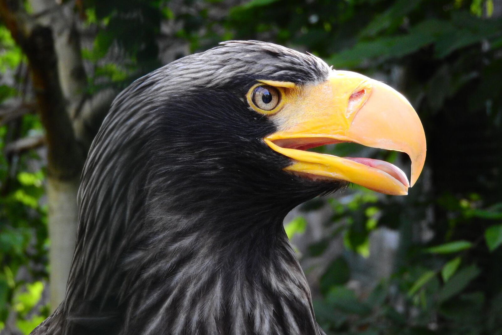 Nikon Coolpix P610 sample photo. Eagle eastern, haliaeetus pelagicus photography