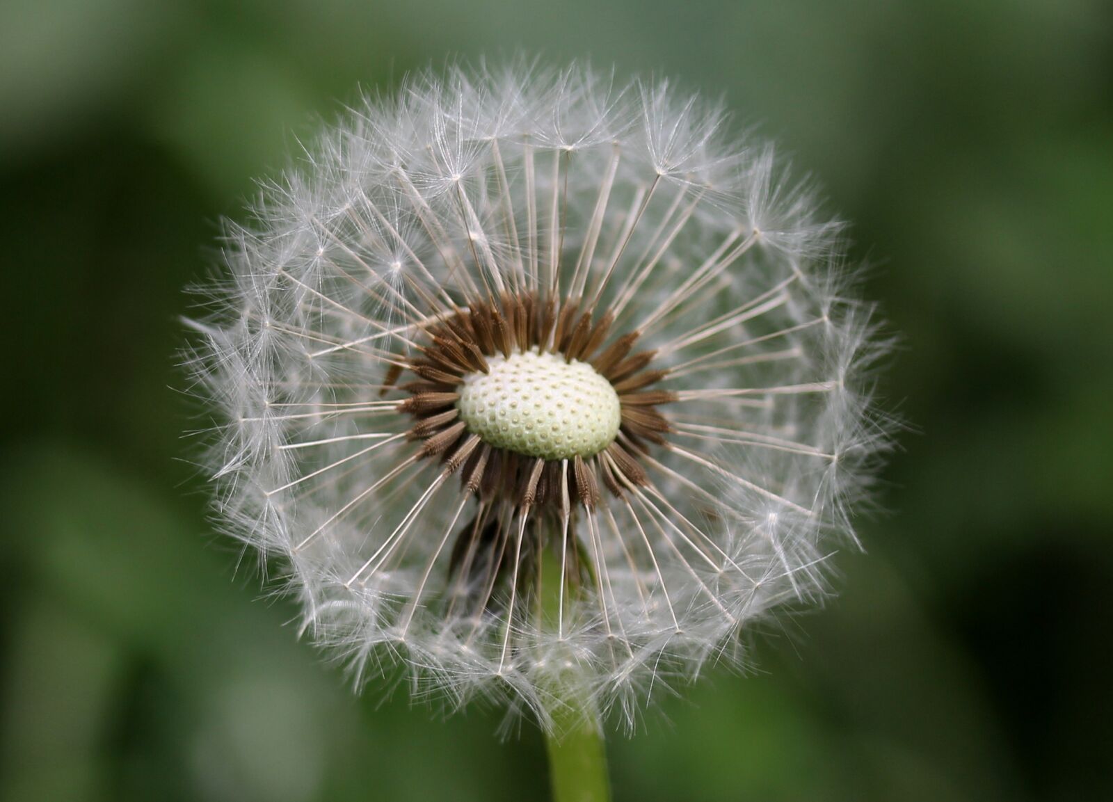 Canon EF-S 60mm F2.8 Macro USM sample photo. Dandelion, down, flower photography