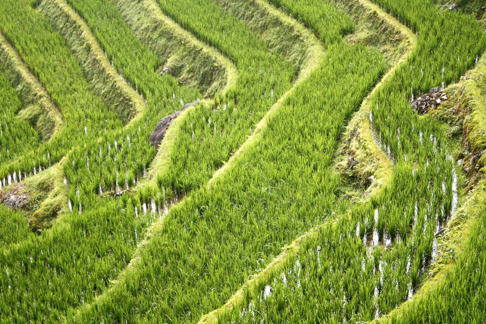 Canon EOS 450D (EOS Rebel XSi / EOS Kiss X2) sample photo. China, rice fields, guillin photography