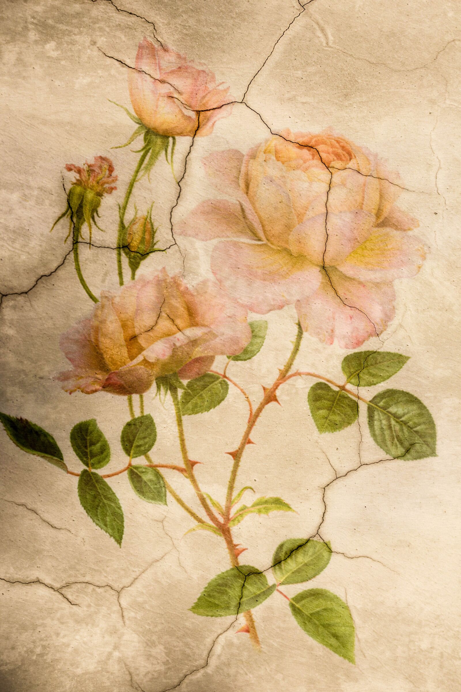 Canon EOS 700D (EOS Rebel T5i / EOS Kiss X7i) sample photo. Rose flower, roses, cetacean photography