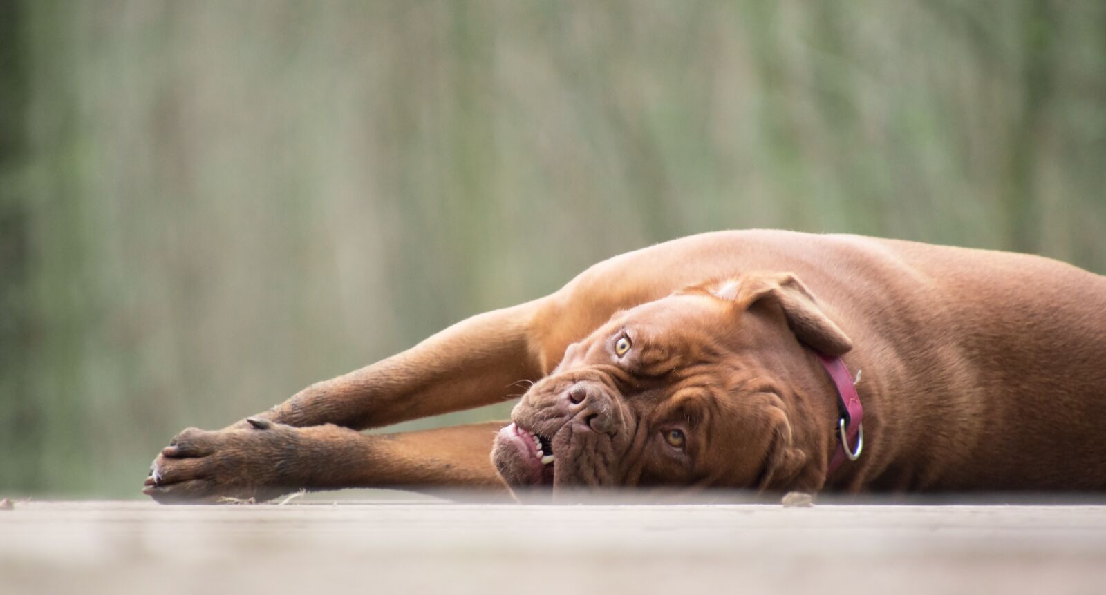Nikon D5600 sample photo. Dog, animal, bordeaux mastiff photography