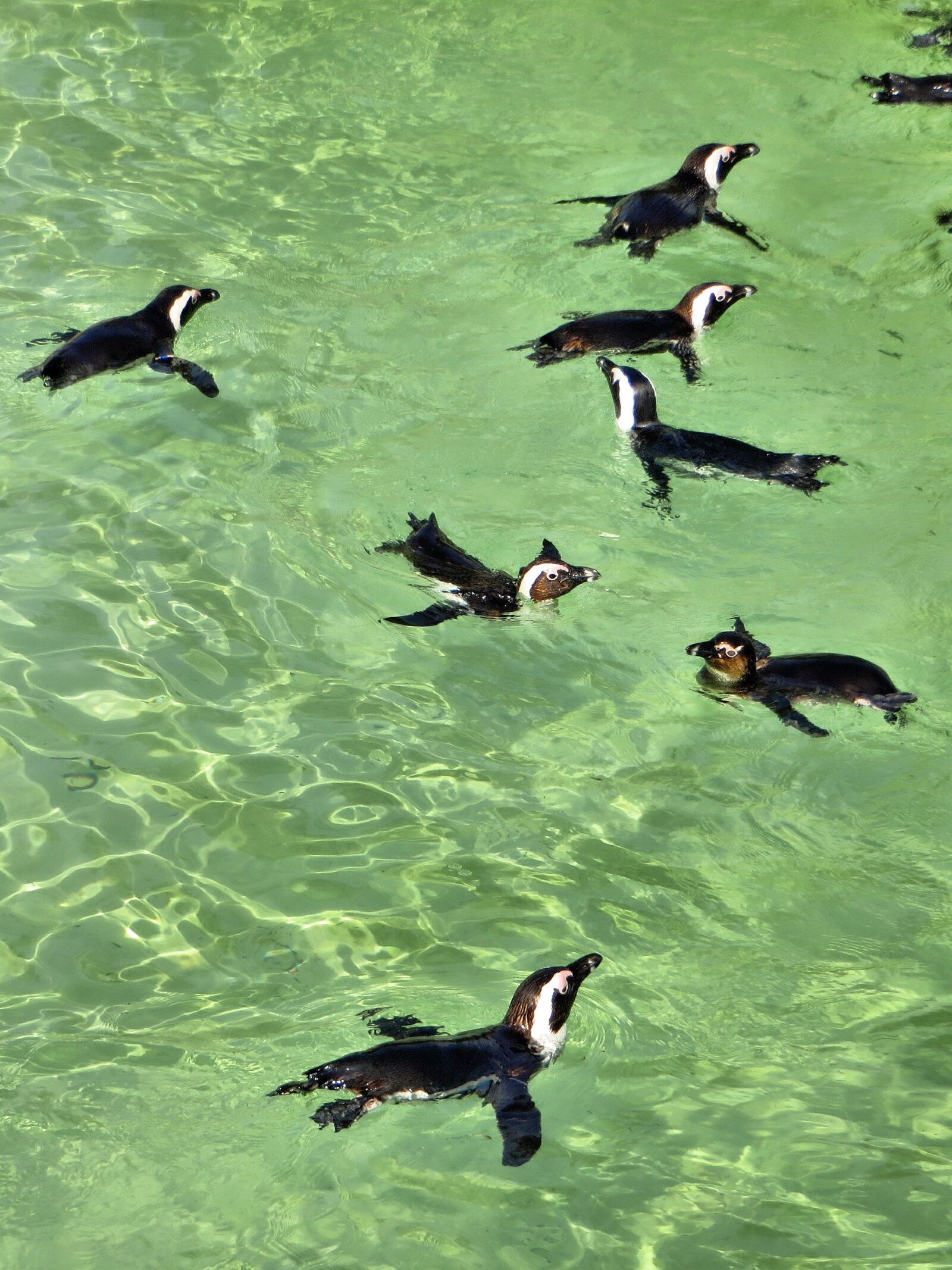 Canon PowerShot SX270 HS sample photo. The cap, penguins, birds photography