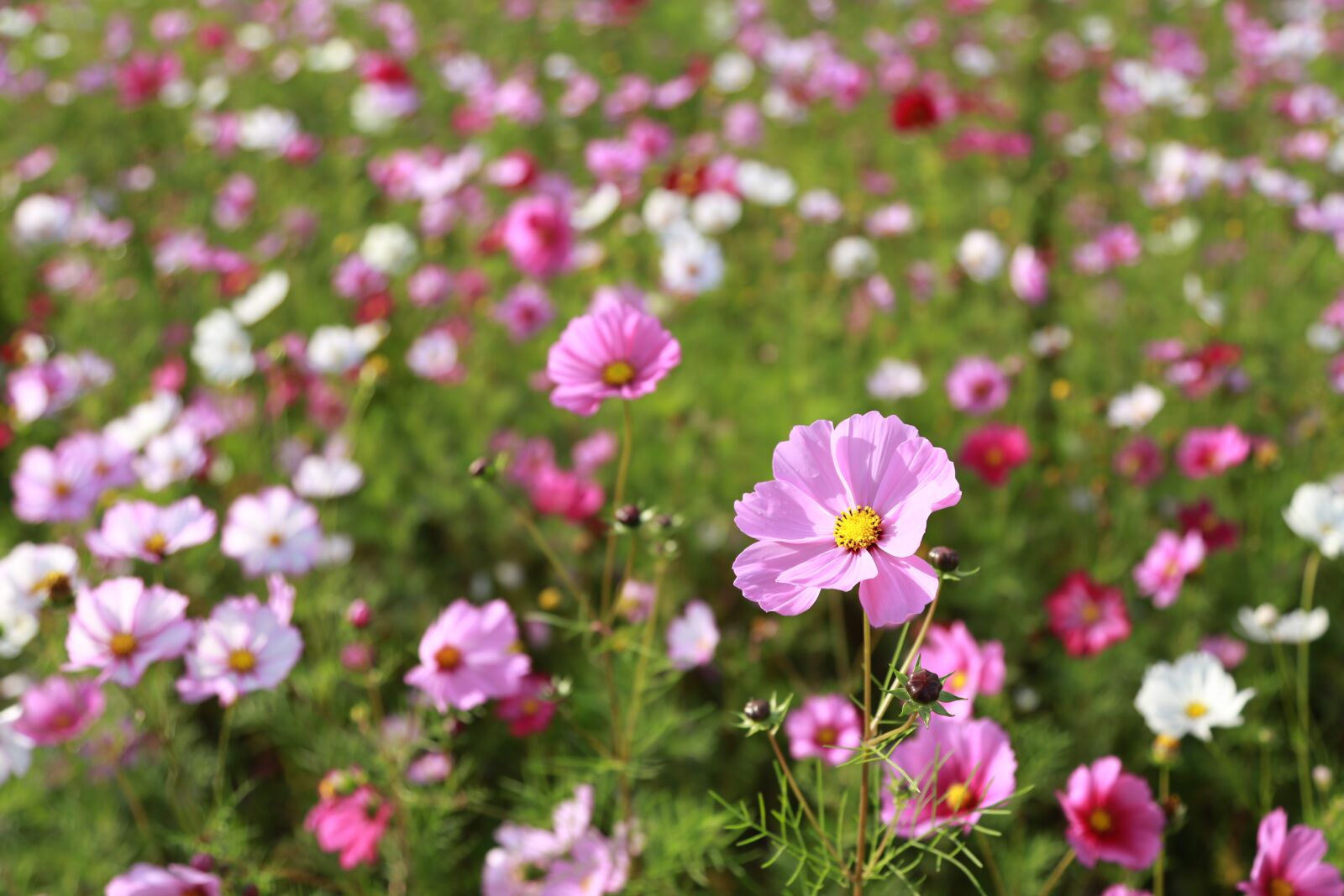 Canon EOS 6D + Canon EF 24-105mm F4L IS USM sample photo. Cosmos, flowers, nature photography