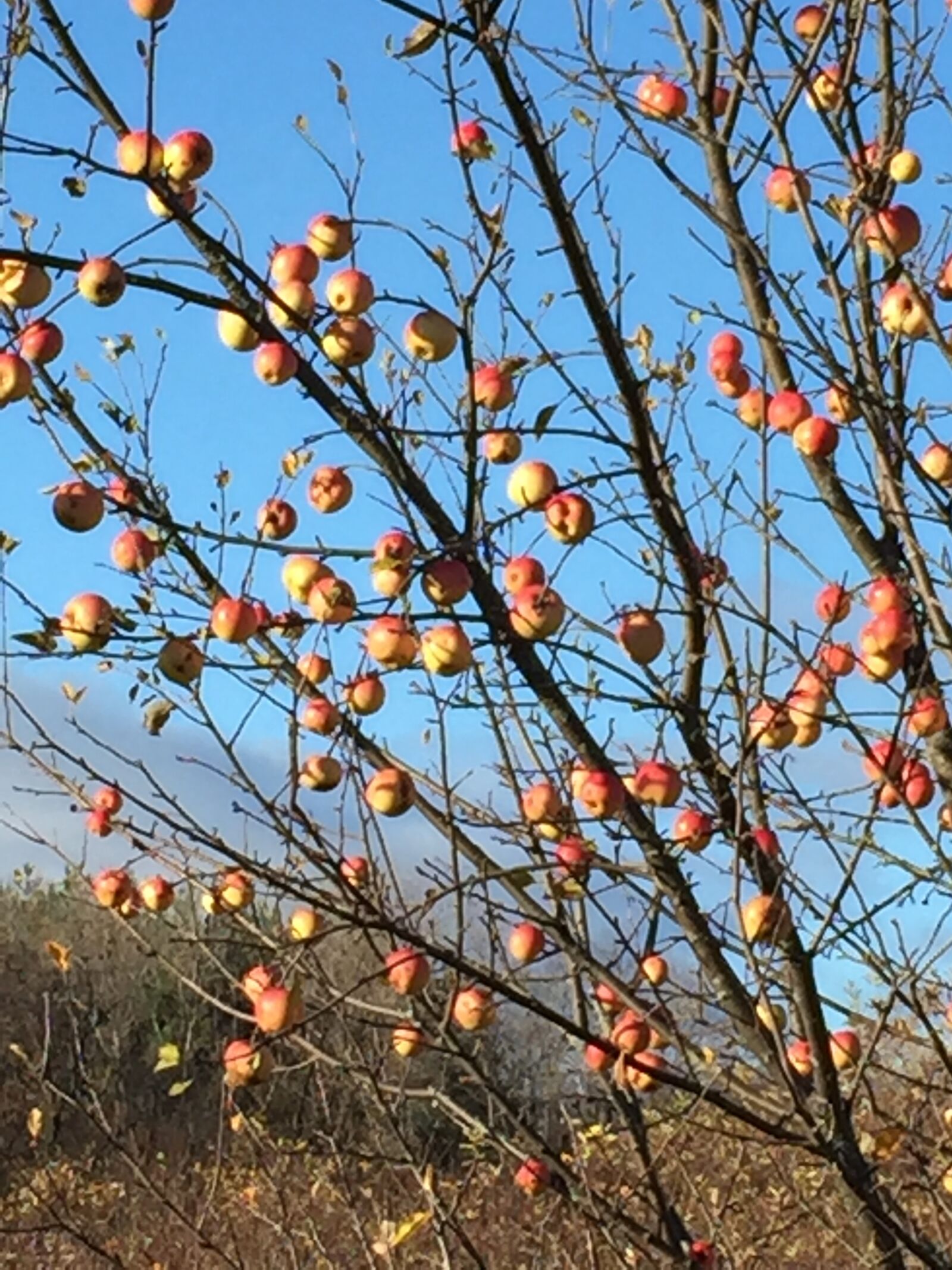 Apple iPhone 6 sample photo. Fall, apples photography