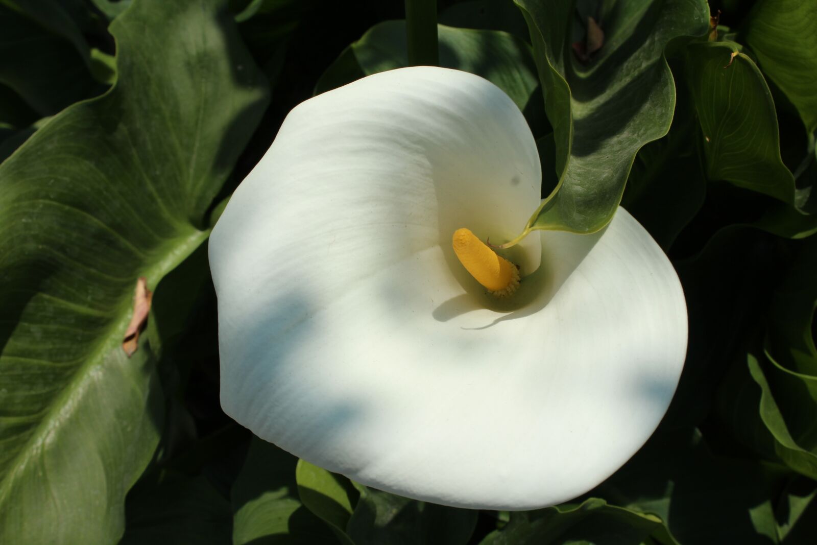 Canon EOS 1200D (EOS Rebel T5 / EOS Kiss X70 / EOS Hi) sample photo. Flower, nature, white flower photography