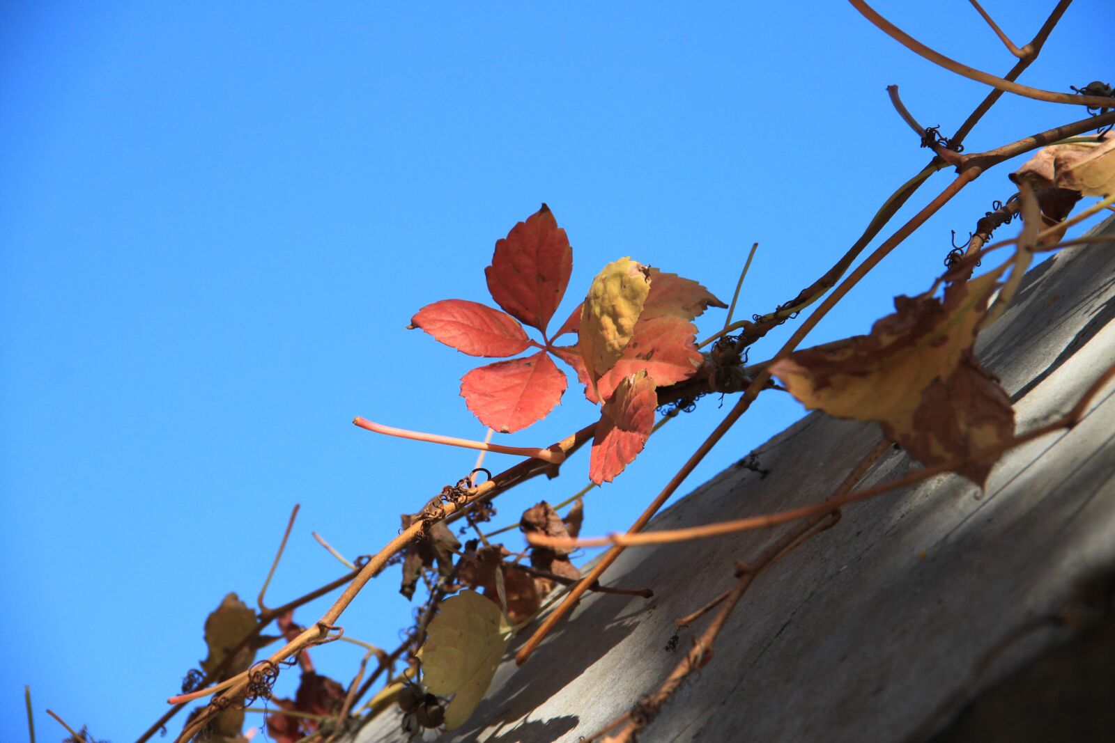 Canon EOS 500D (EOS Rebel T1i / EOS Kiss X3) sample photo. Red leaves, autumn, all photography