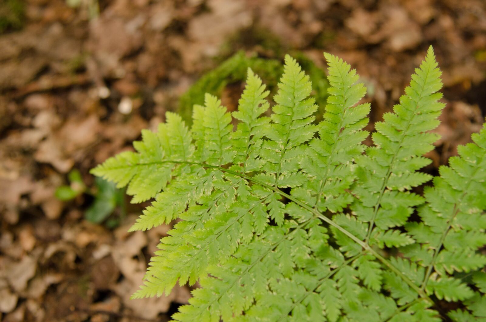 Nikon D7000 sample photo. Forest, green, nature photography