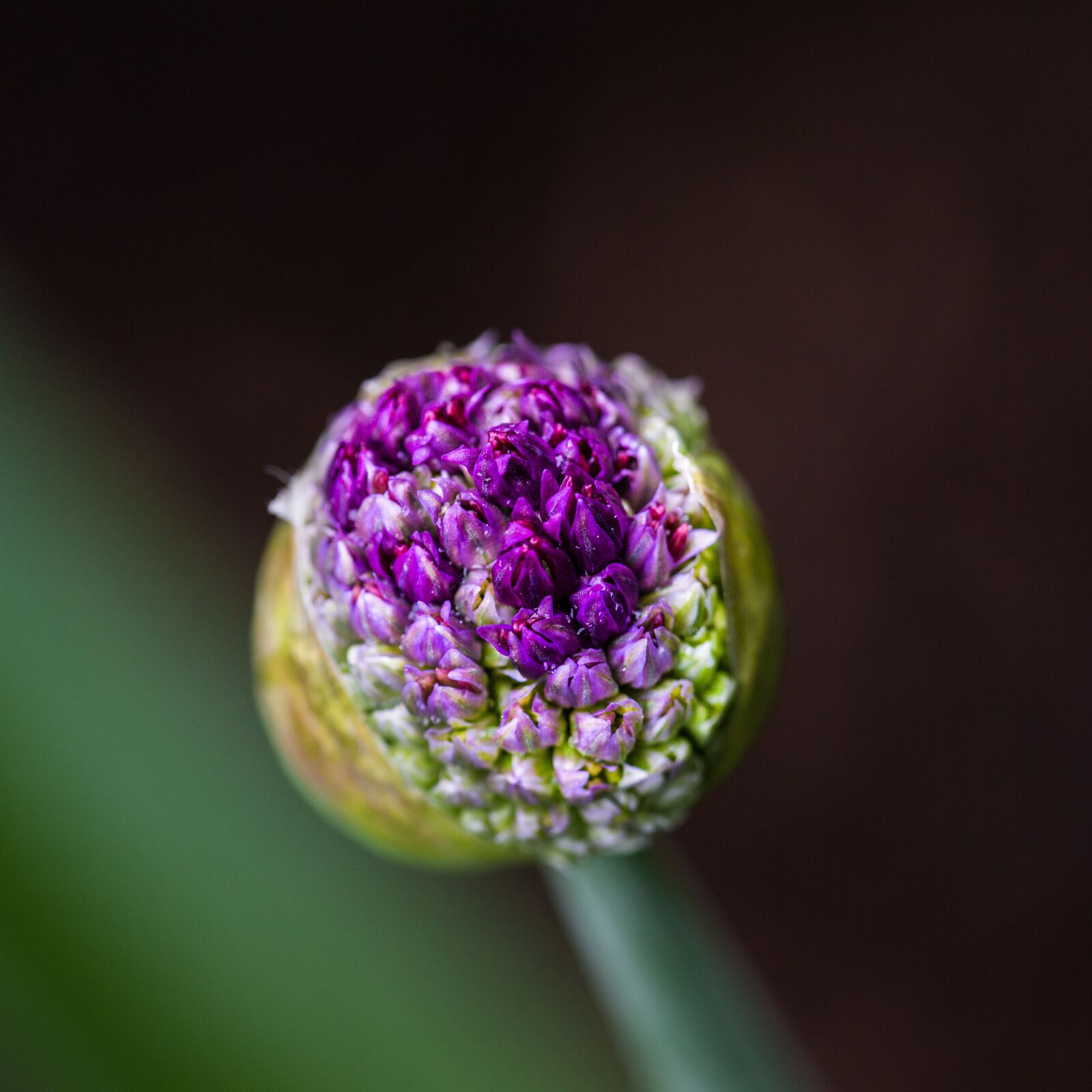 Canon EF 180mm F3.5L Macro USM sample photo. Flower, bloom, green photography