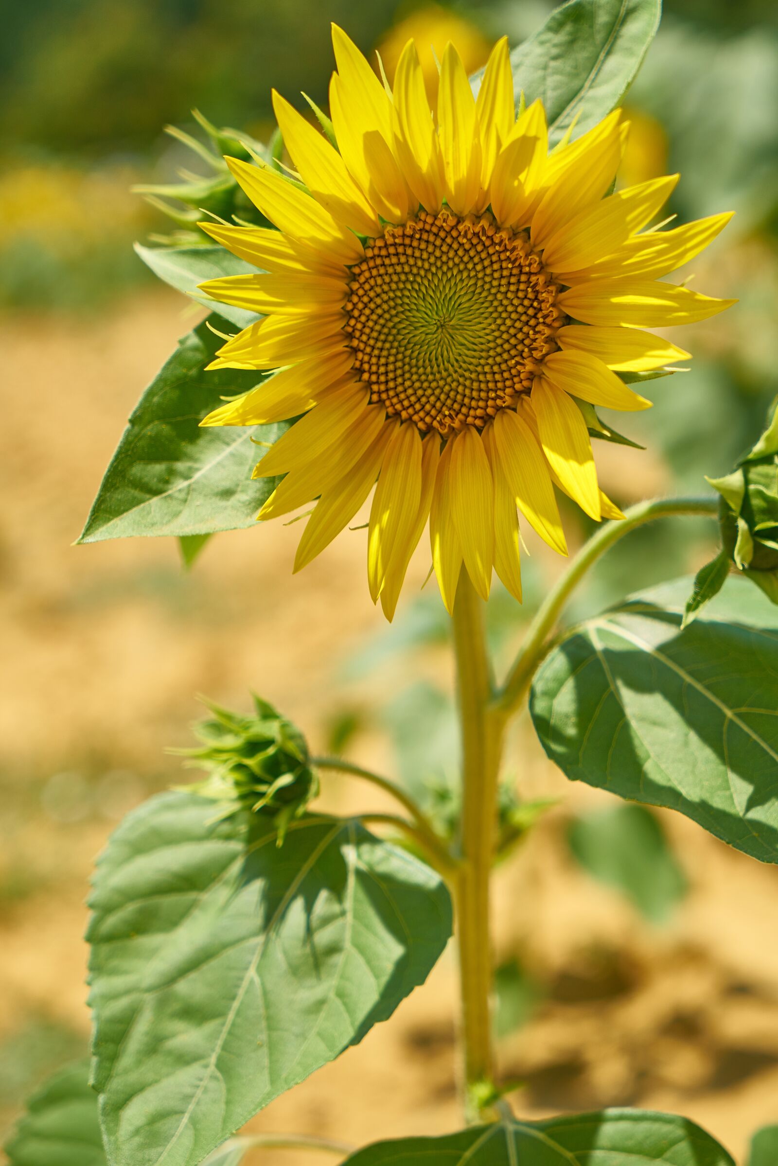 Sony a7R II sample photo. Sunflower, yellow, beautiful photography