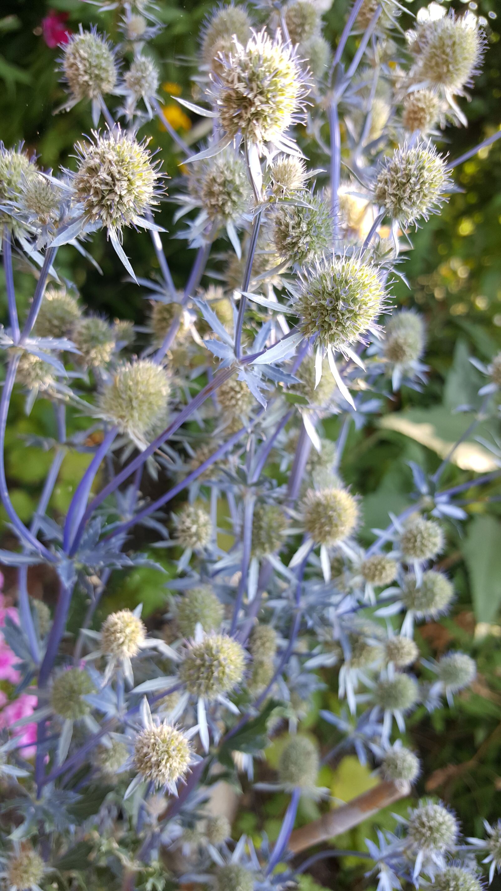 Samsung Galaxy S6 sample photo. Thistle, flower, flowers photography