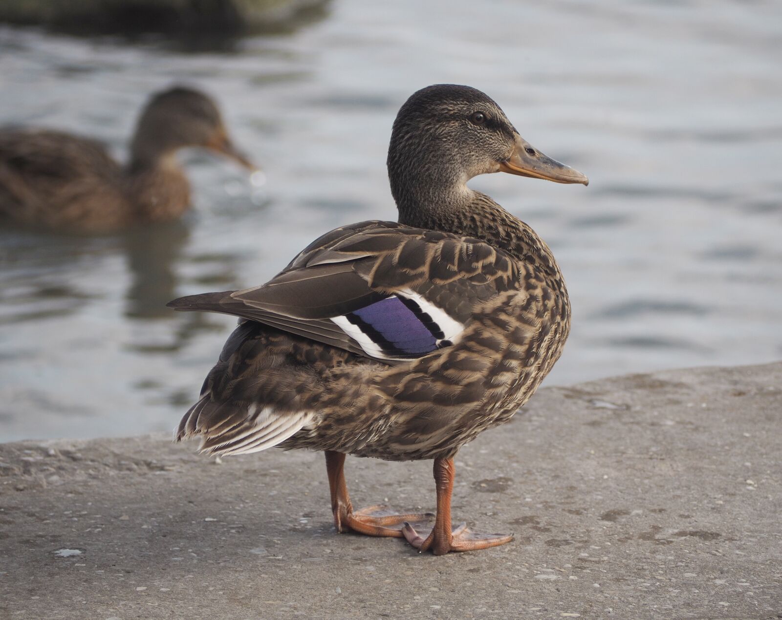 Olympus PEN E-PL7 sample photo. Duck, bird, waterfowl photography