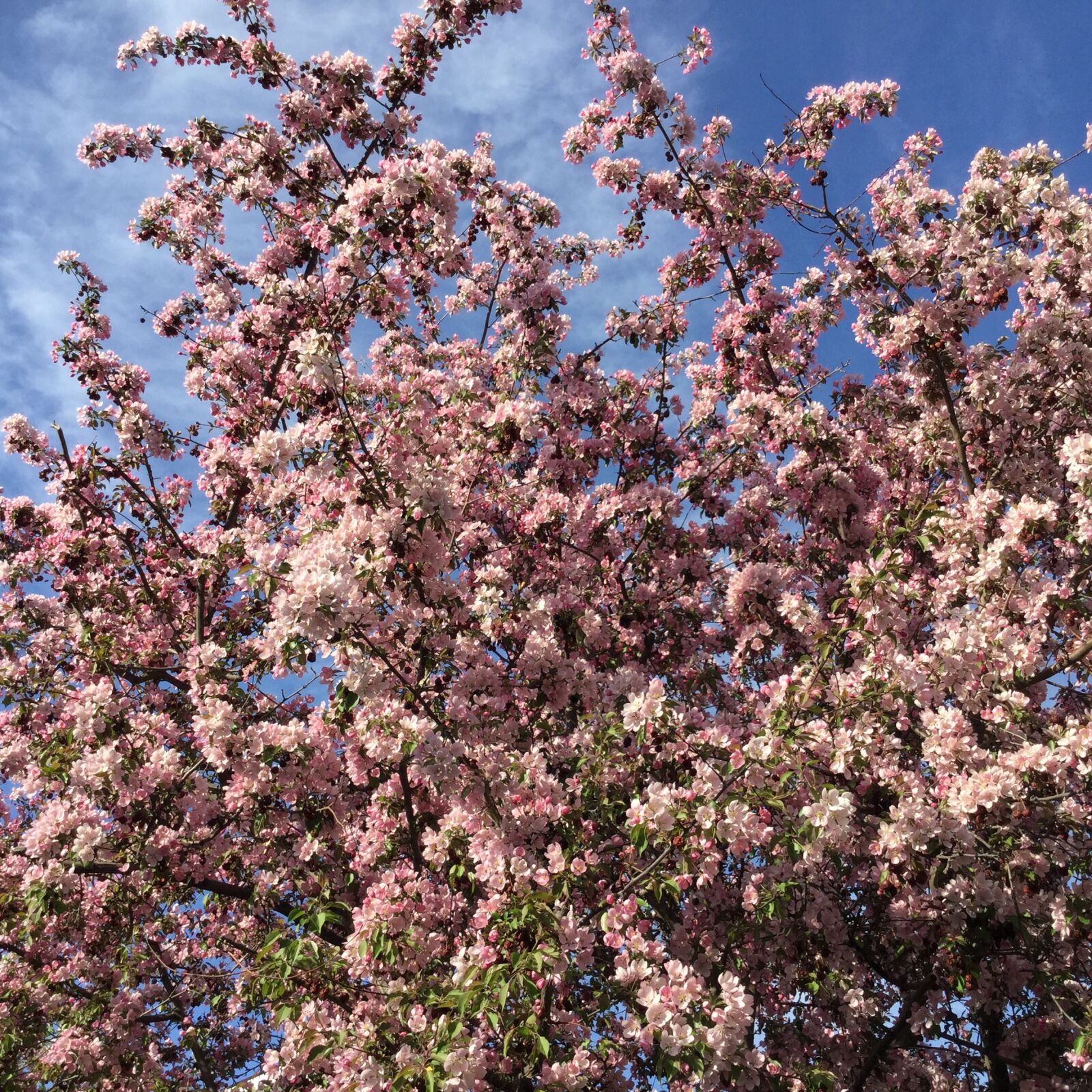Apple iPad Air 2 sample photo. Sky, cloud, apple photography