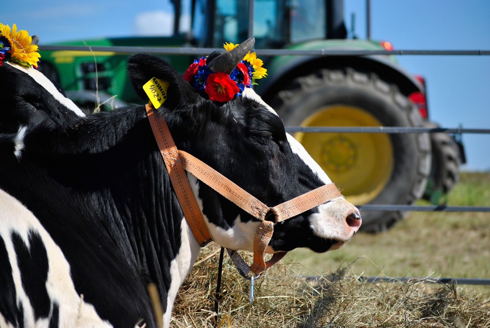 Nikon D3000 sample photo. Agriculture, animal, beef photography