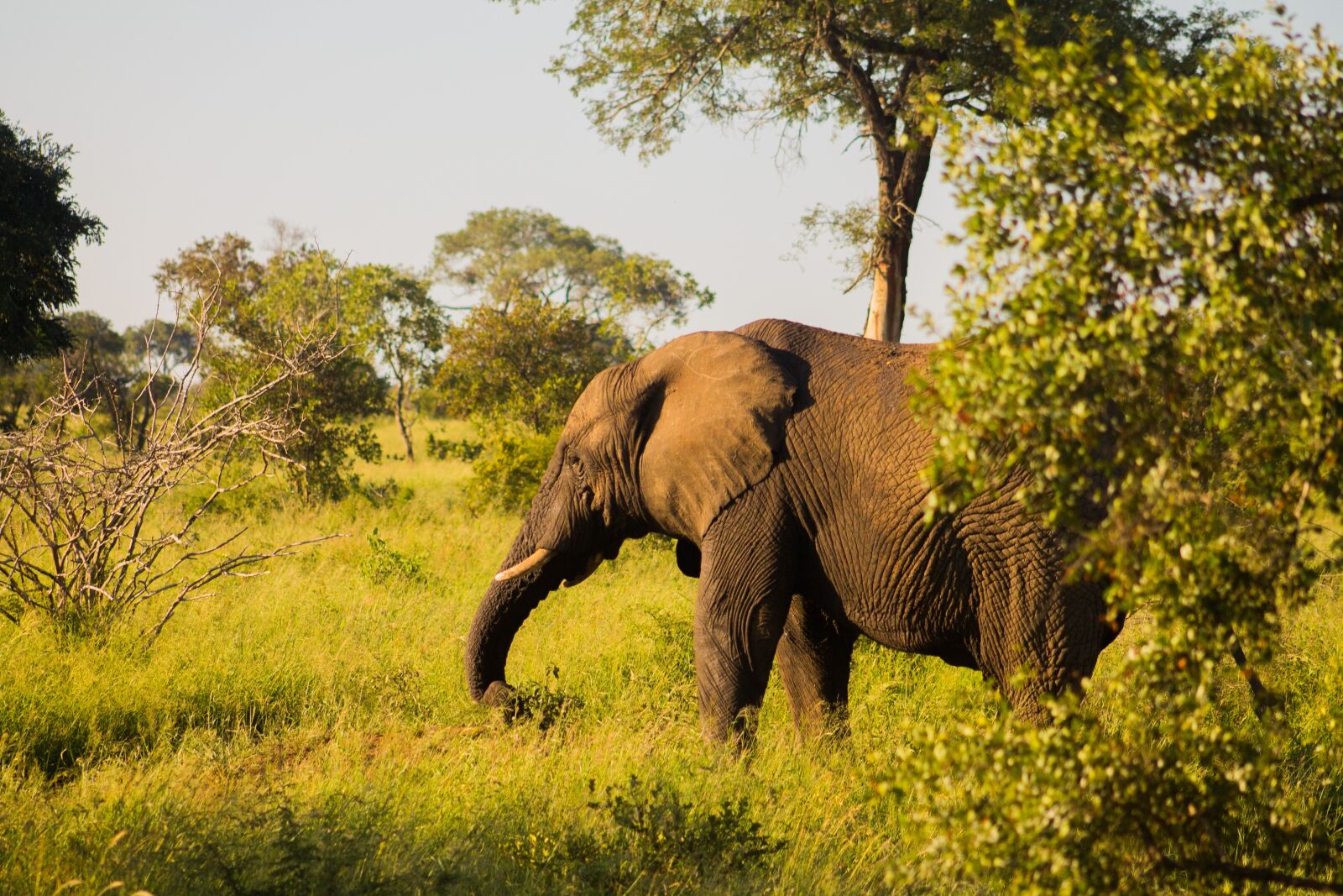 Canon EF 75-300mm f/4-5.6 USM sample photo. Elephant, animal, africa photography