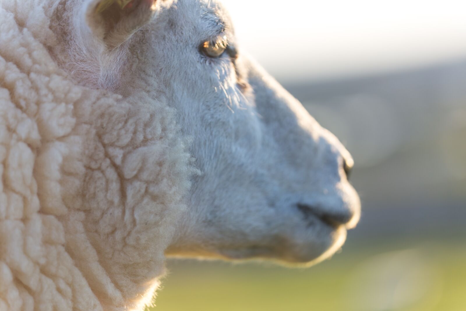 Canon EOS 6D sample photo. Sheep, animal, nature photography