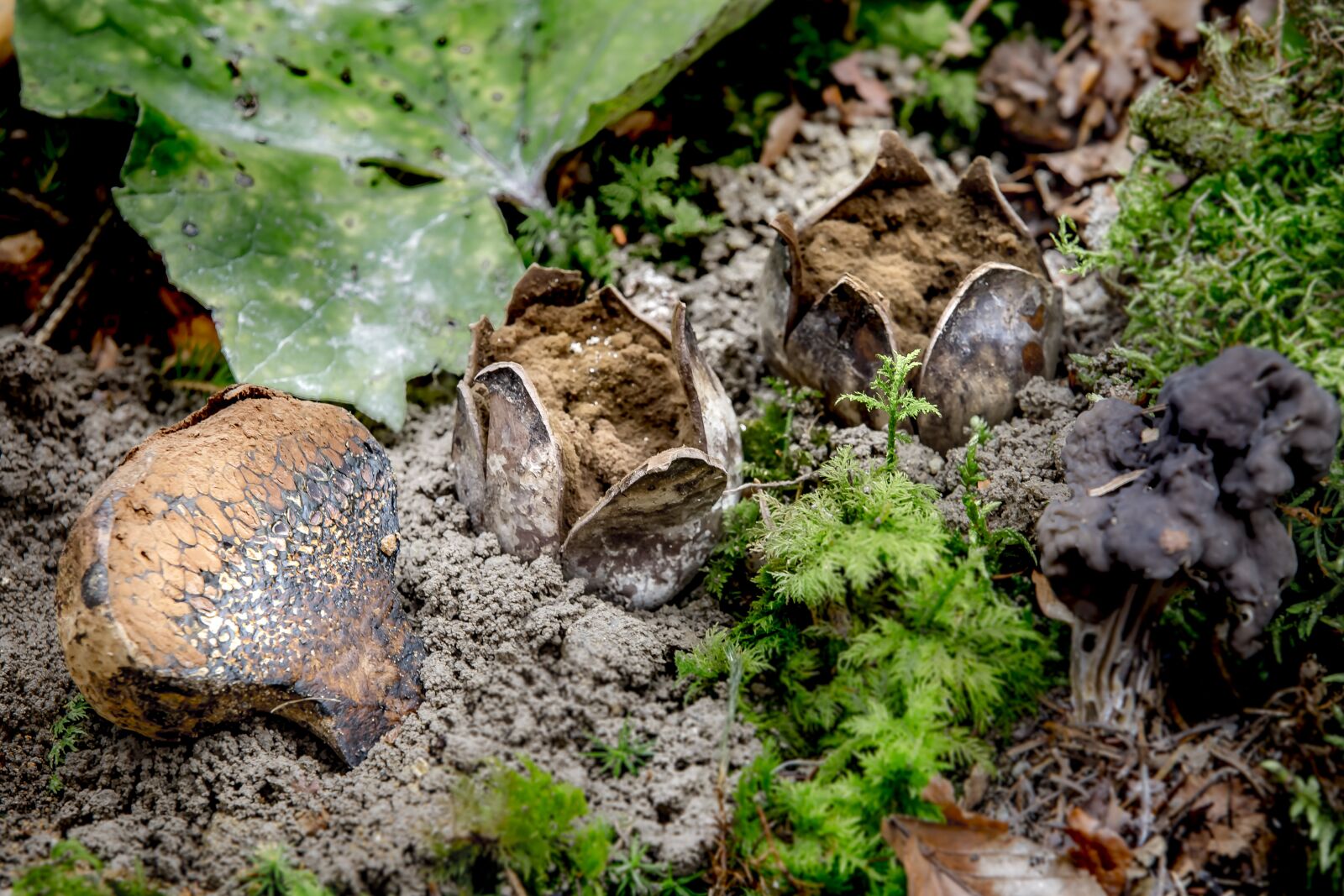 Canon EOS 6D sample photo. Nature, food, mushroom photography