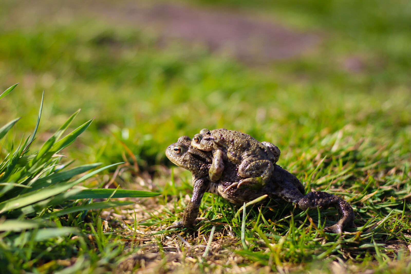 Canon EOS 700D (EOS Rebel T5i / EOS Kiss X7i) + Canon EF 50mm F1.8 STM sample photo. Toads, toad migration, animal photography