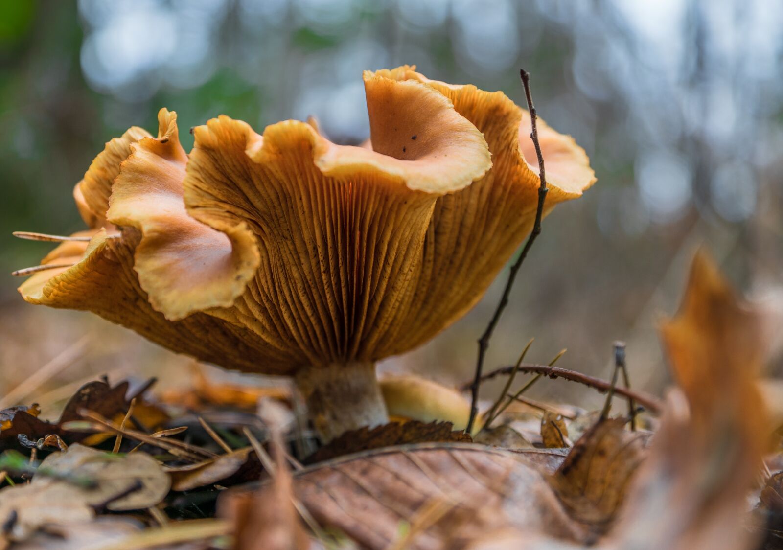 Sony DT 16-50mm F2.8 SSM sample photo. Mushroom, nature photography