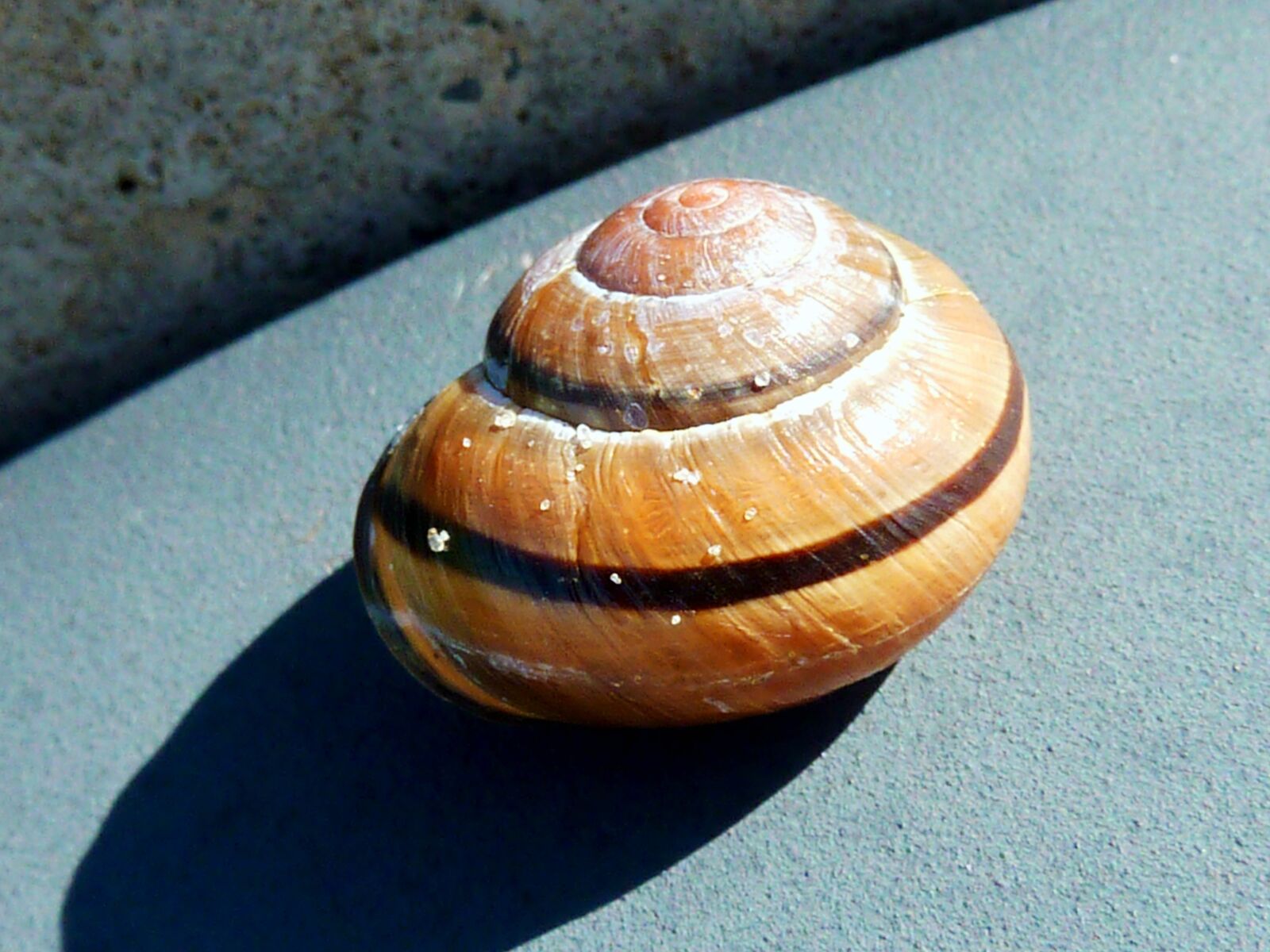 Panasonic DMC-TZ7 sample photo. Snail, shell, mollusk photography