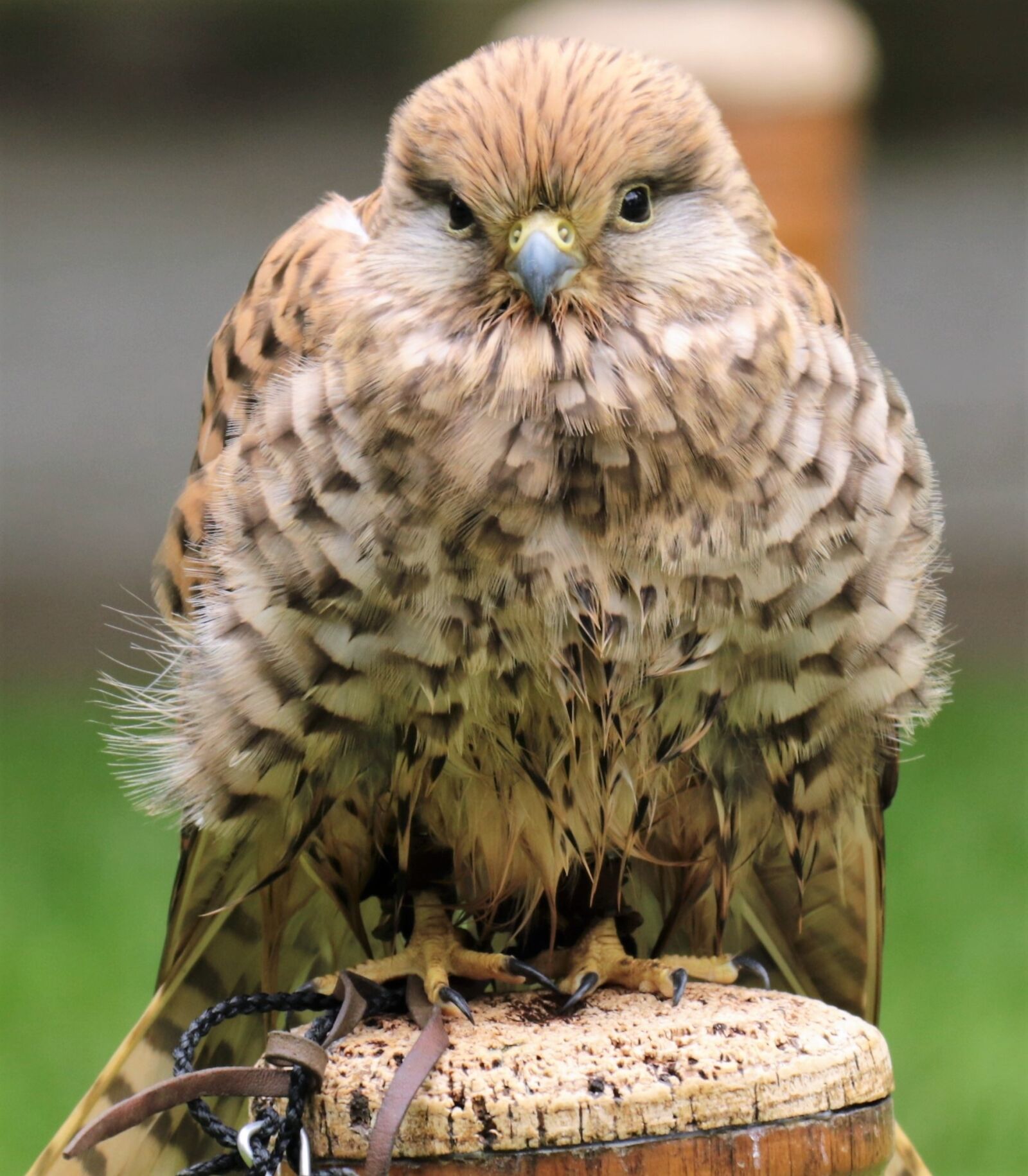 Canon EOS 7D Mark II sample photo. Kestrel, bird of prey photography