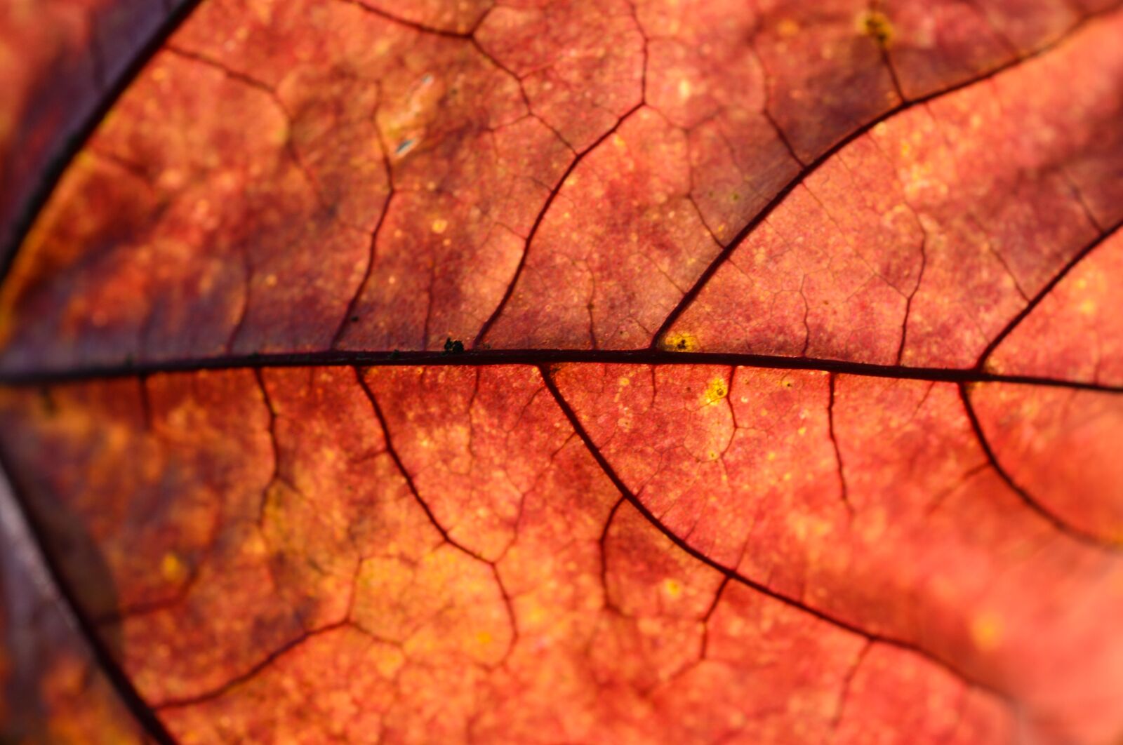Nikon D610 sample photo. Red, leaf, autumn photography