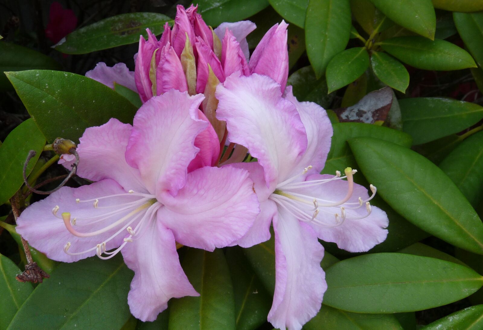 Panasonic Lumix DMC-FZ28 sample photo. Rhododendron, pink, spring photography