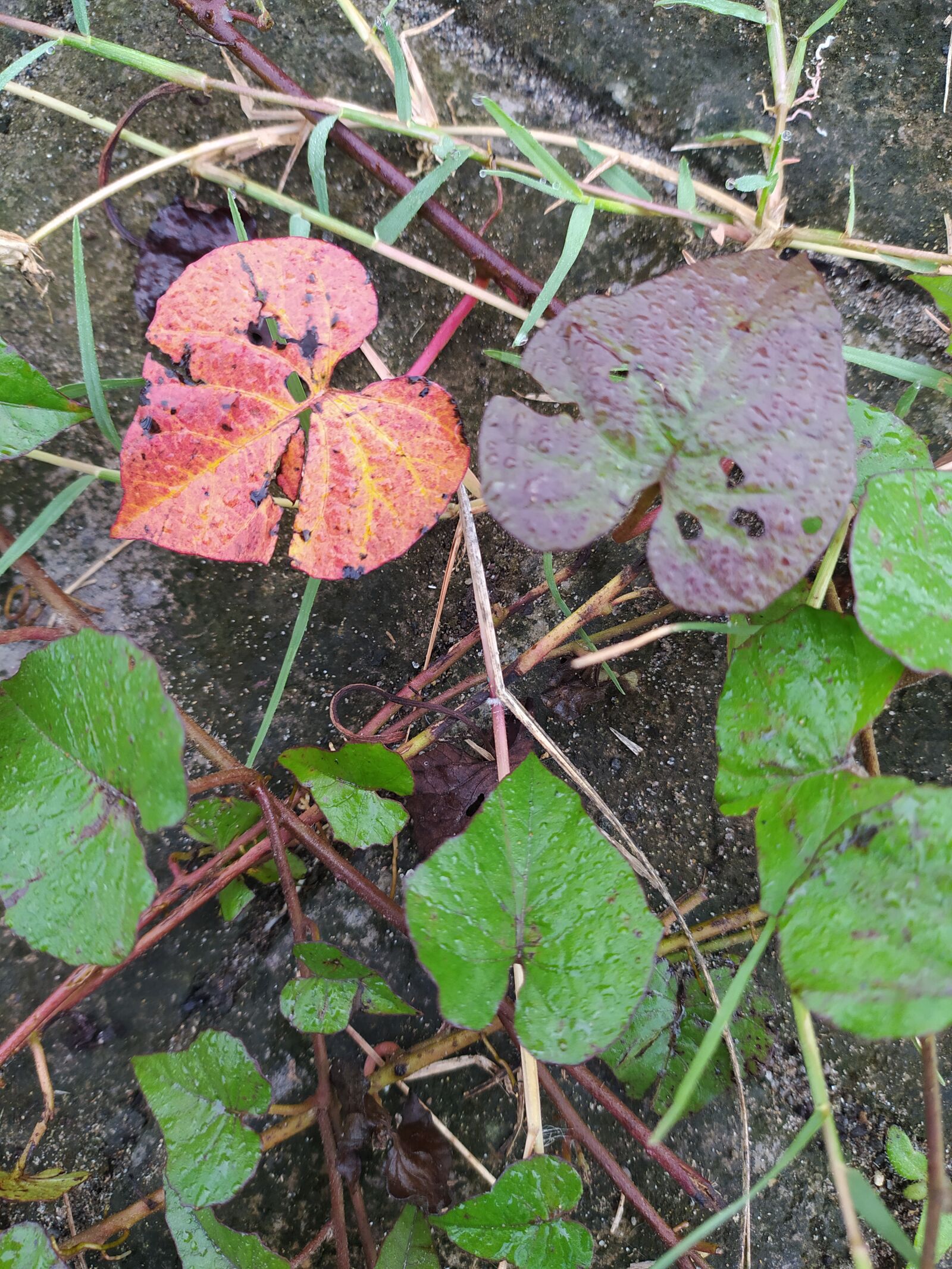 Xiaomi Redmi Note 8 sample photo. Flowers, plant, leaf photography