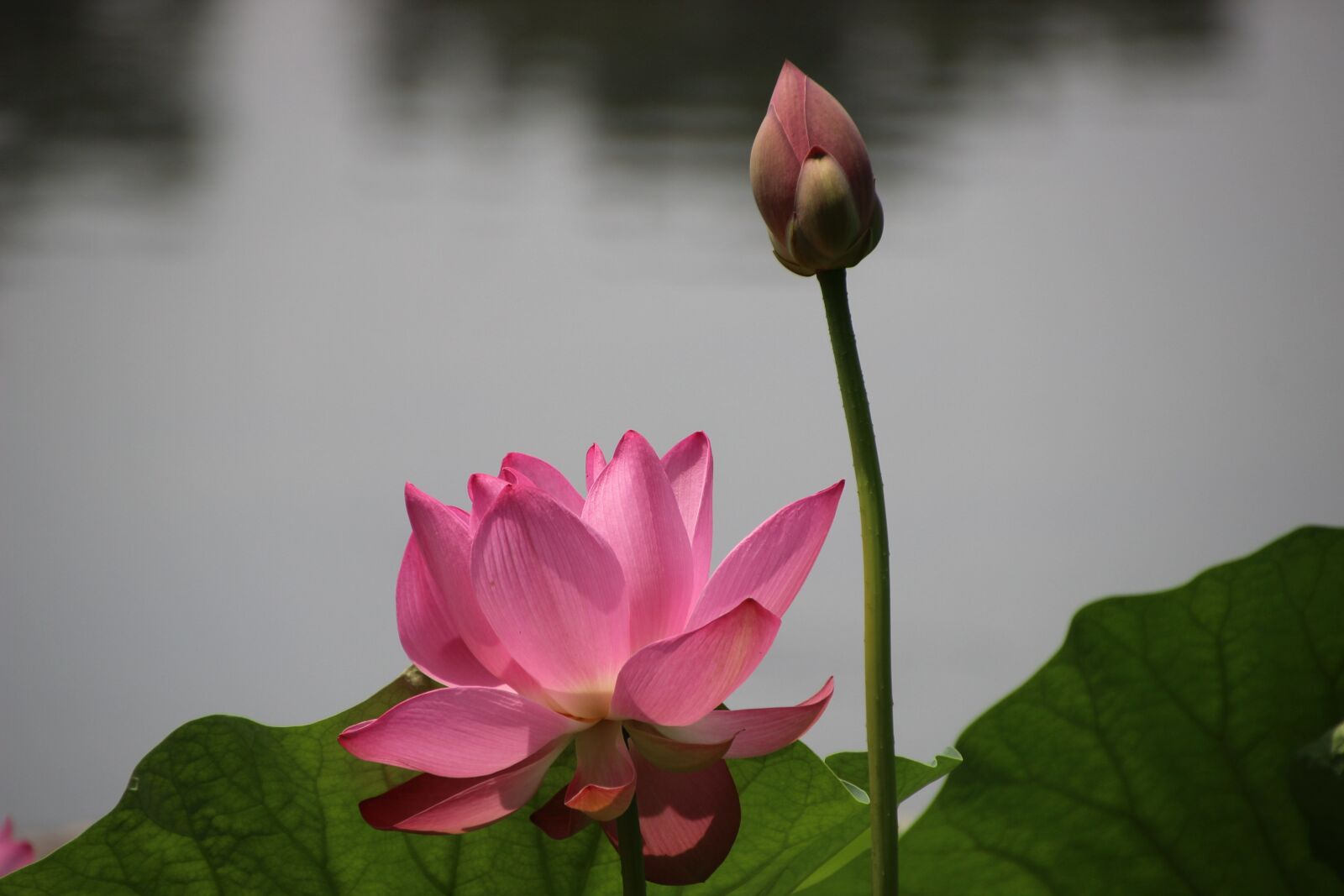 Canon EOS 600D (Rebel EOS T3i / EOS Kiss X5) sample photo. Lotus, water lily, bud photography