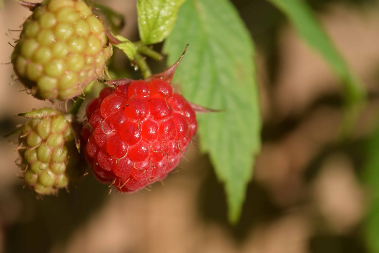 Nikon D3300 sample photo. Nature, fruit, food, leaf photography