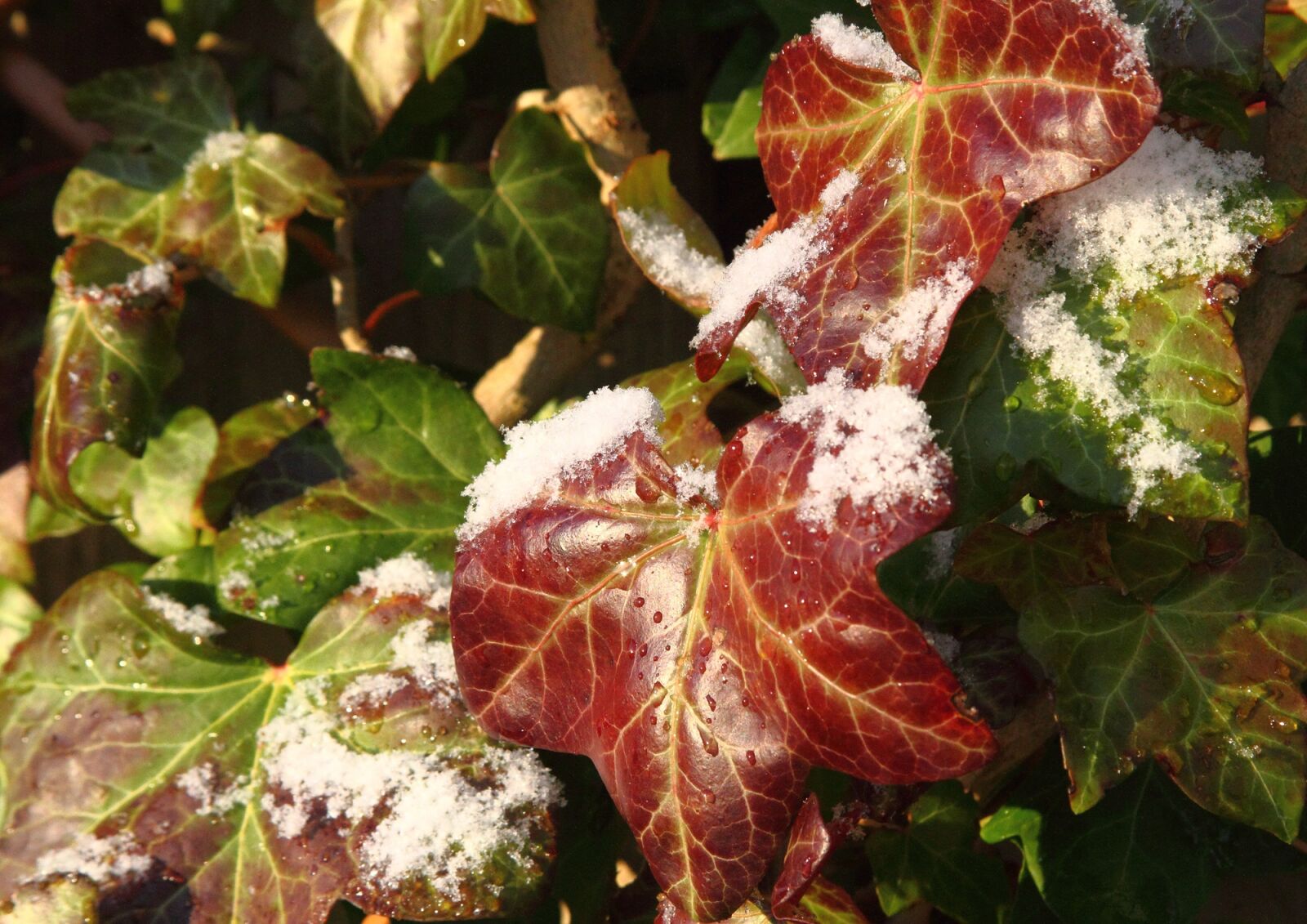 Canon EOS 7D sample photo. Leaves, plant, ivy photography
