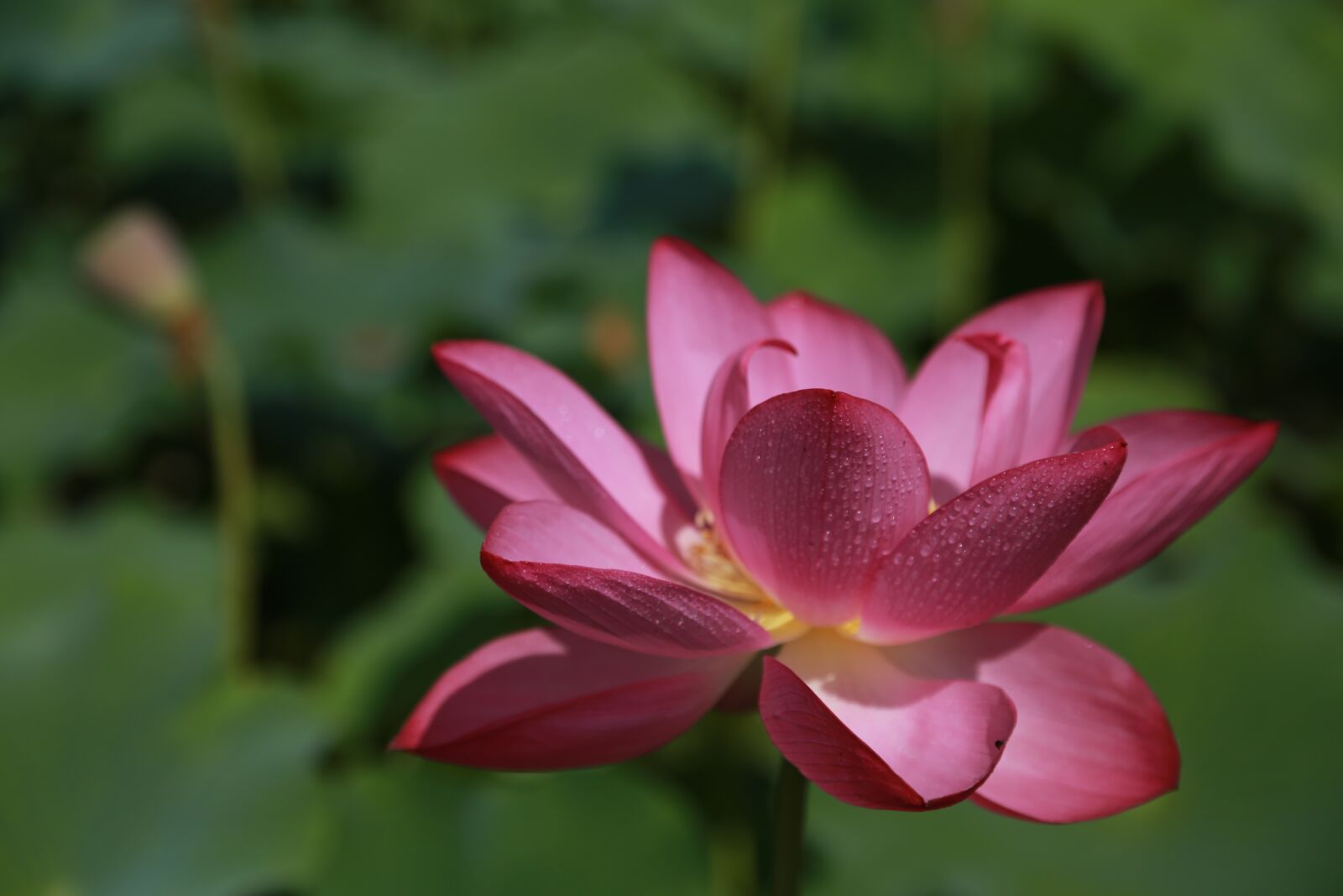 Canon EOS 6D + Canon EF 24-105mm F4L IS USM sample photo. Kite, lotus, water lilies photography
