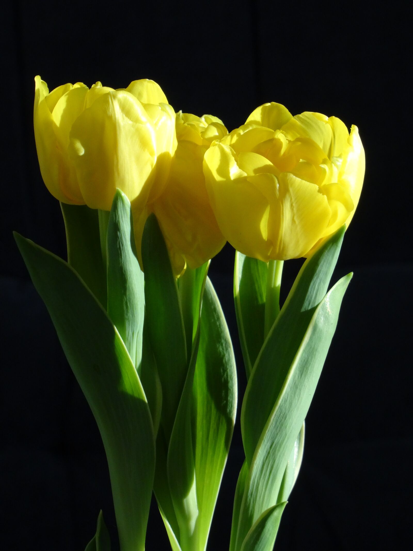 Sony DSC-HX50 sample photo. Plant, tulip, yellow photography
