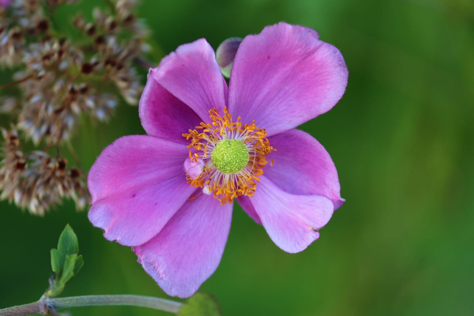 Canon EOS 200D (EOS Rebel SL2 / EOS Kiss X9) sample photo. Flower, stamens, anemone photography