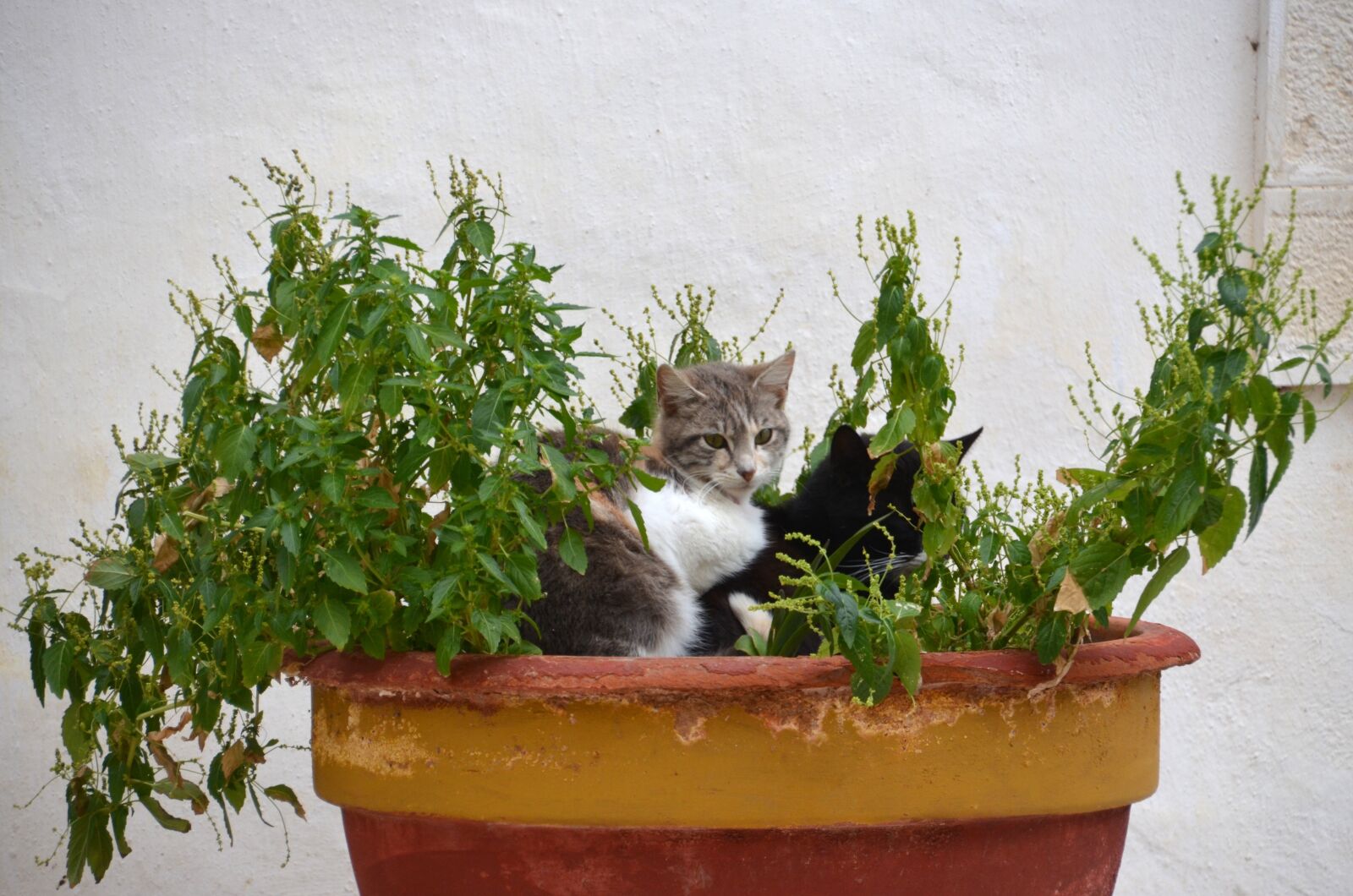Nikon D5100 sample photo. Cat, sweet, cute photography