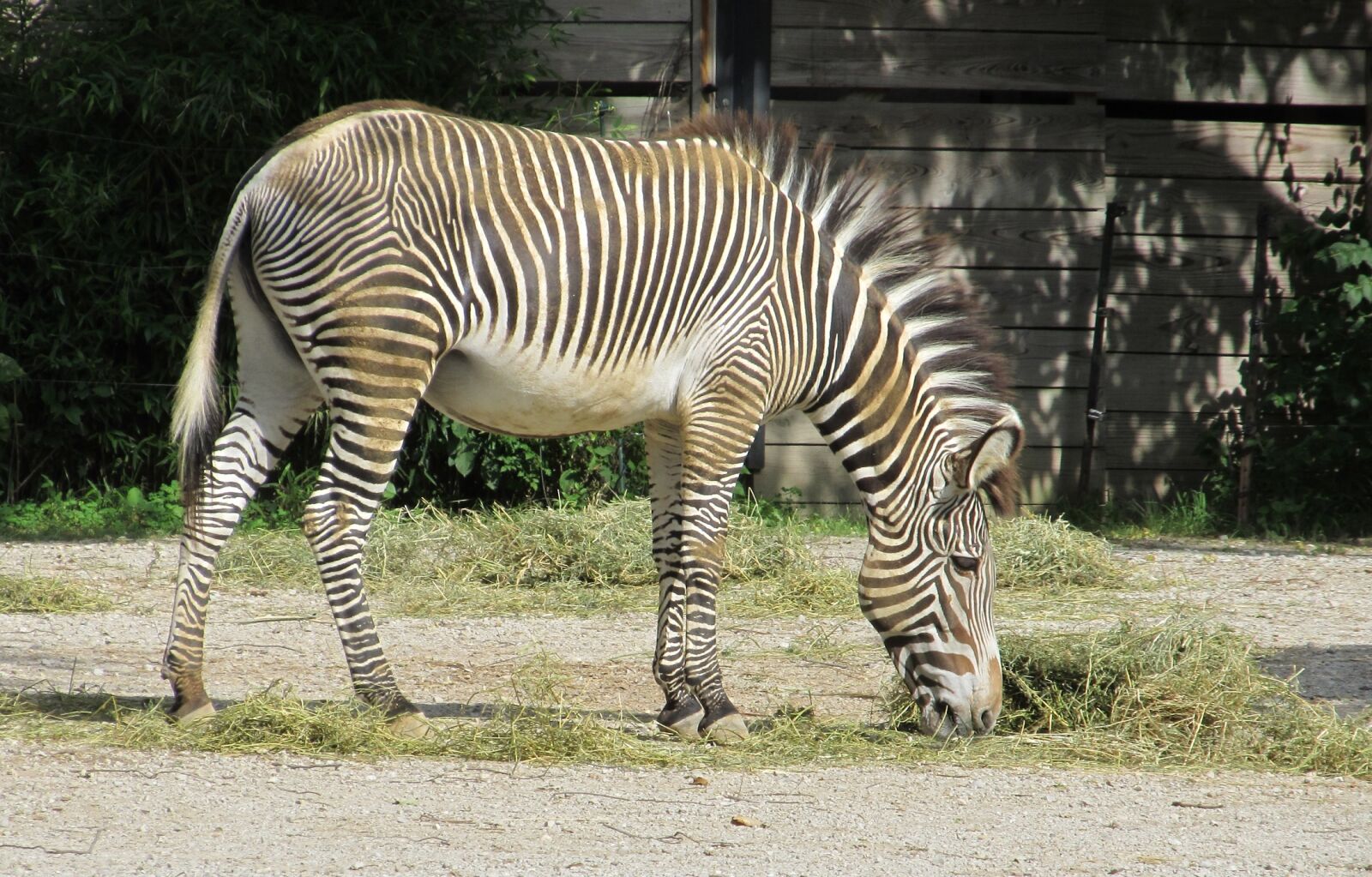 Canon PowerShot SX130 IS sample photo. Zebra, zoo, nature photography