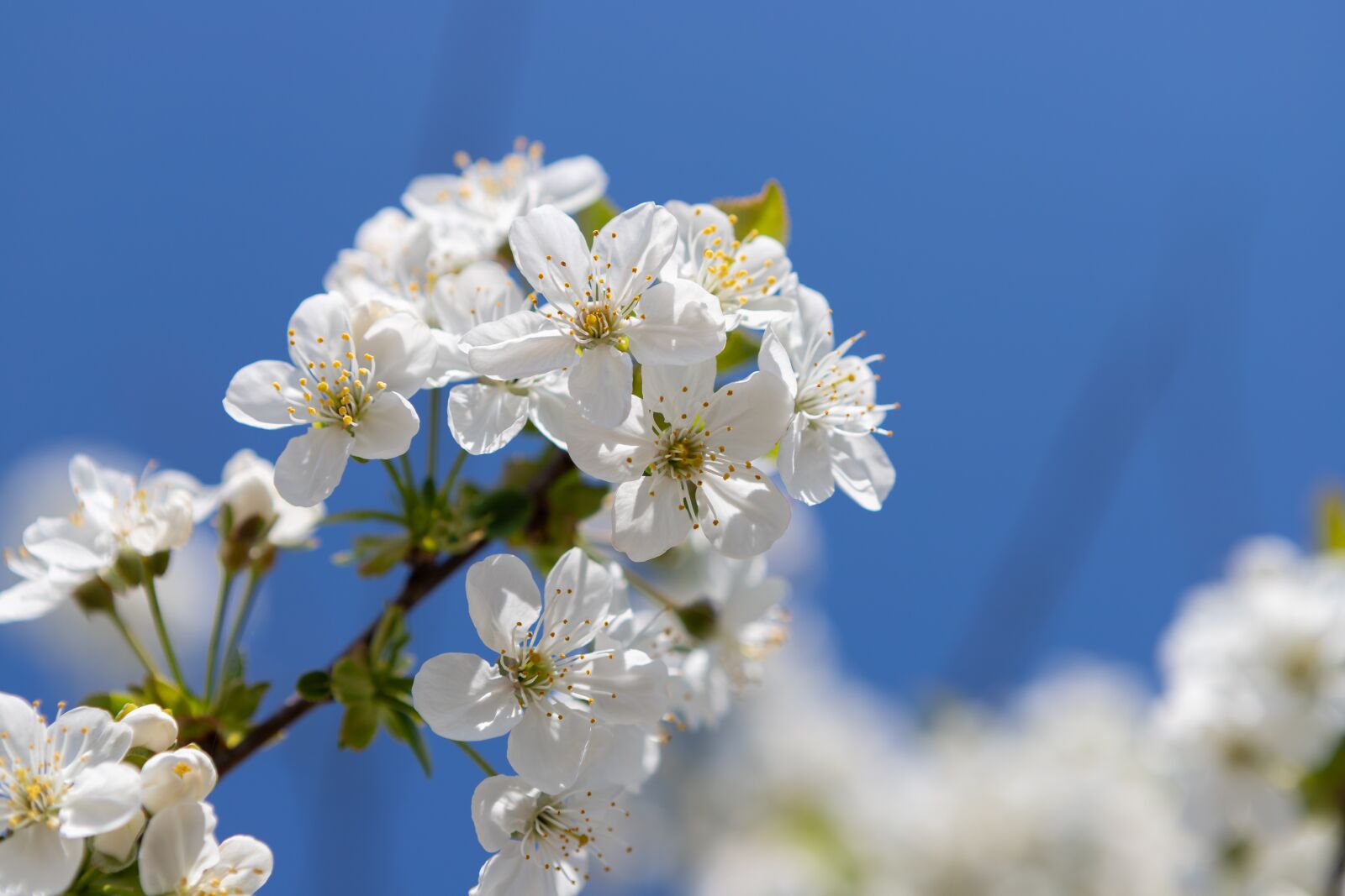 Canon EOS 6D Mark II sample photo. Blossom, bloom, flower photography