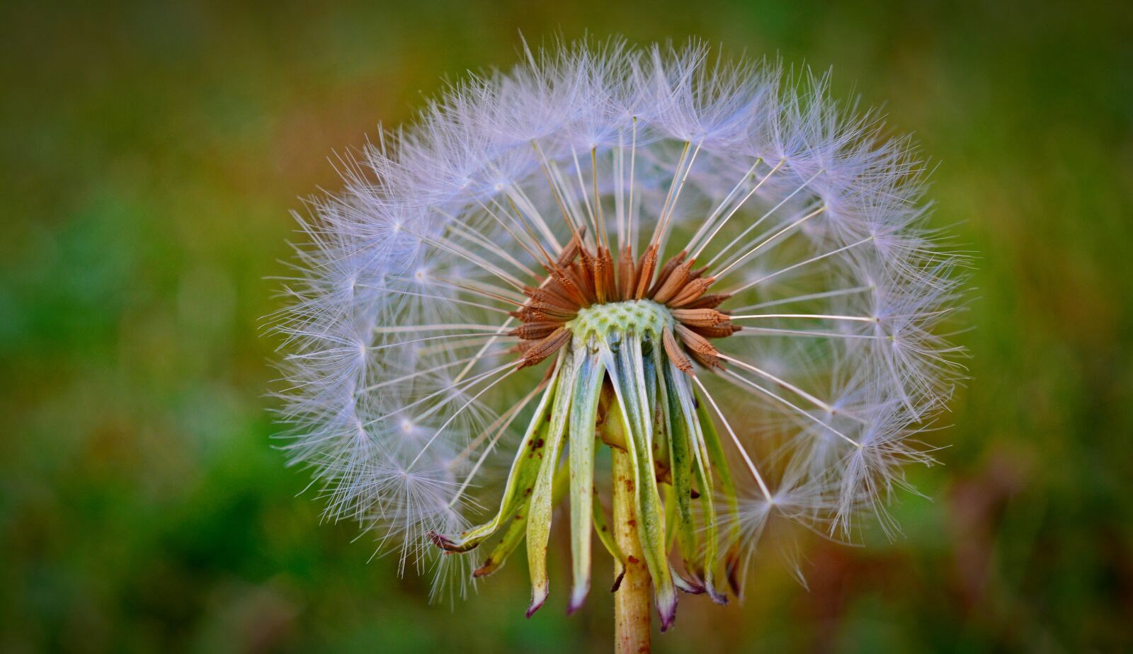 Nikon D5200 sample photo. Dandelion, flying seeds, flower photography