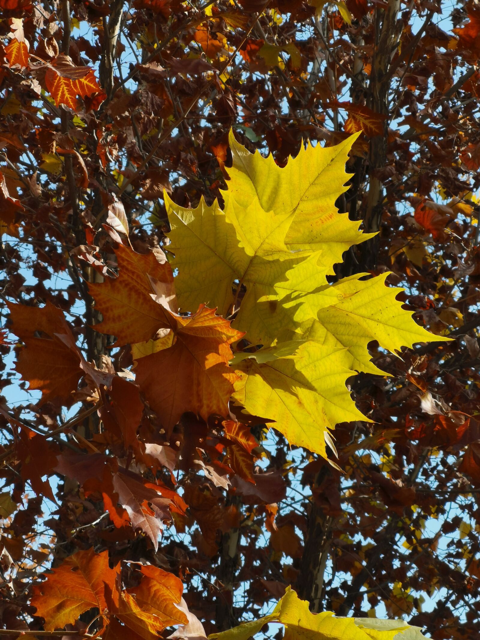 HUAWEI Mate 20 Pro sample photo. The leaves, leaf, the photography