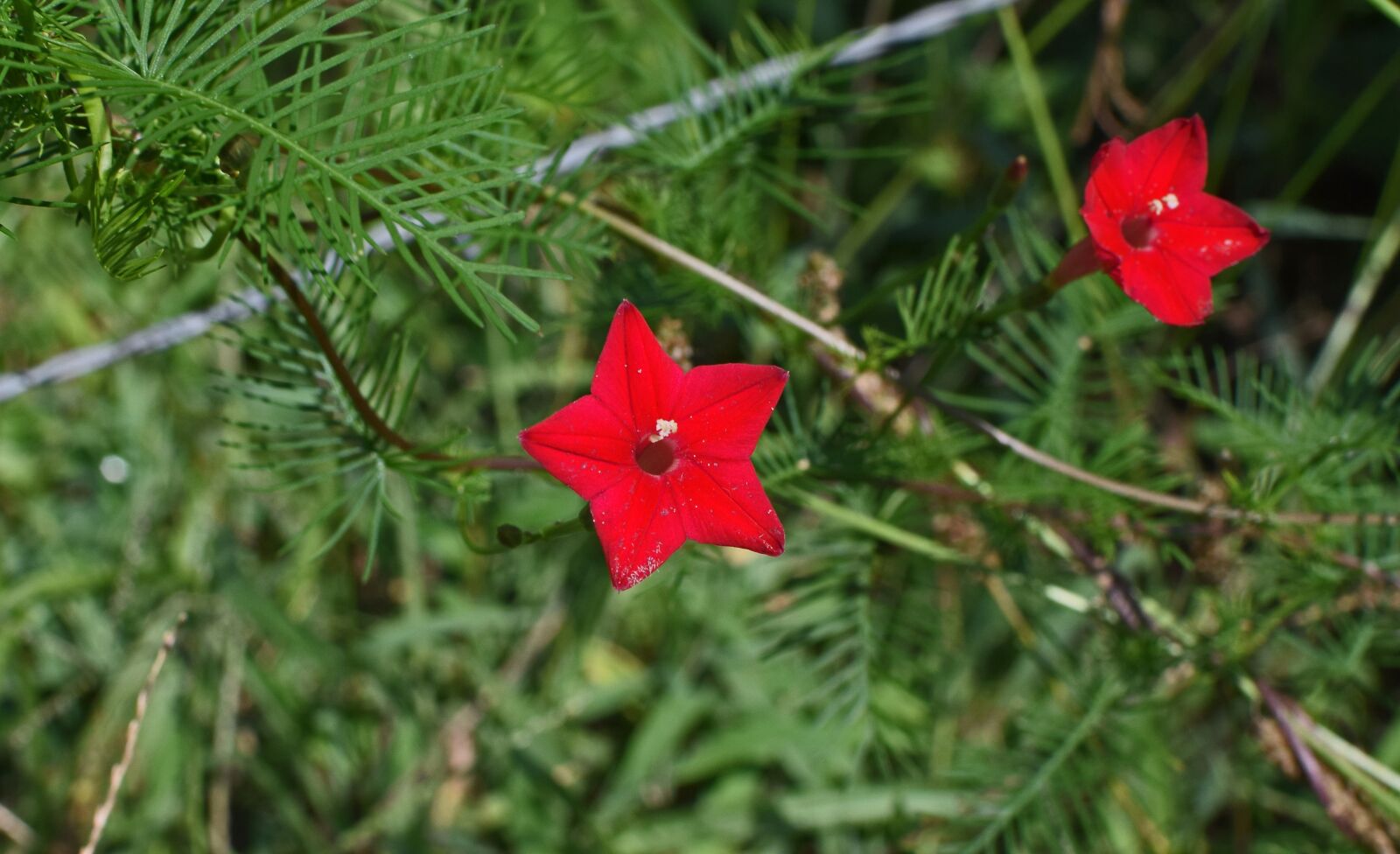 Nikon D3300 sample photo. Red cyprus vine, flower photography