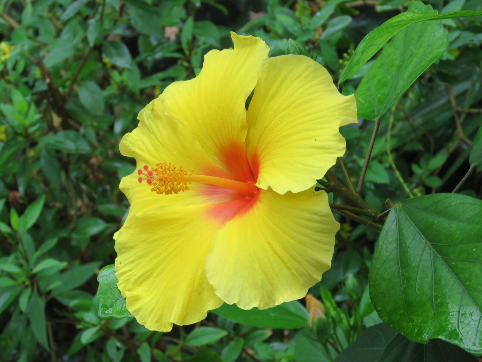 Canon PowerShot SX60 HS sample photo. Flower, bloom, blossom photography